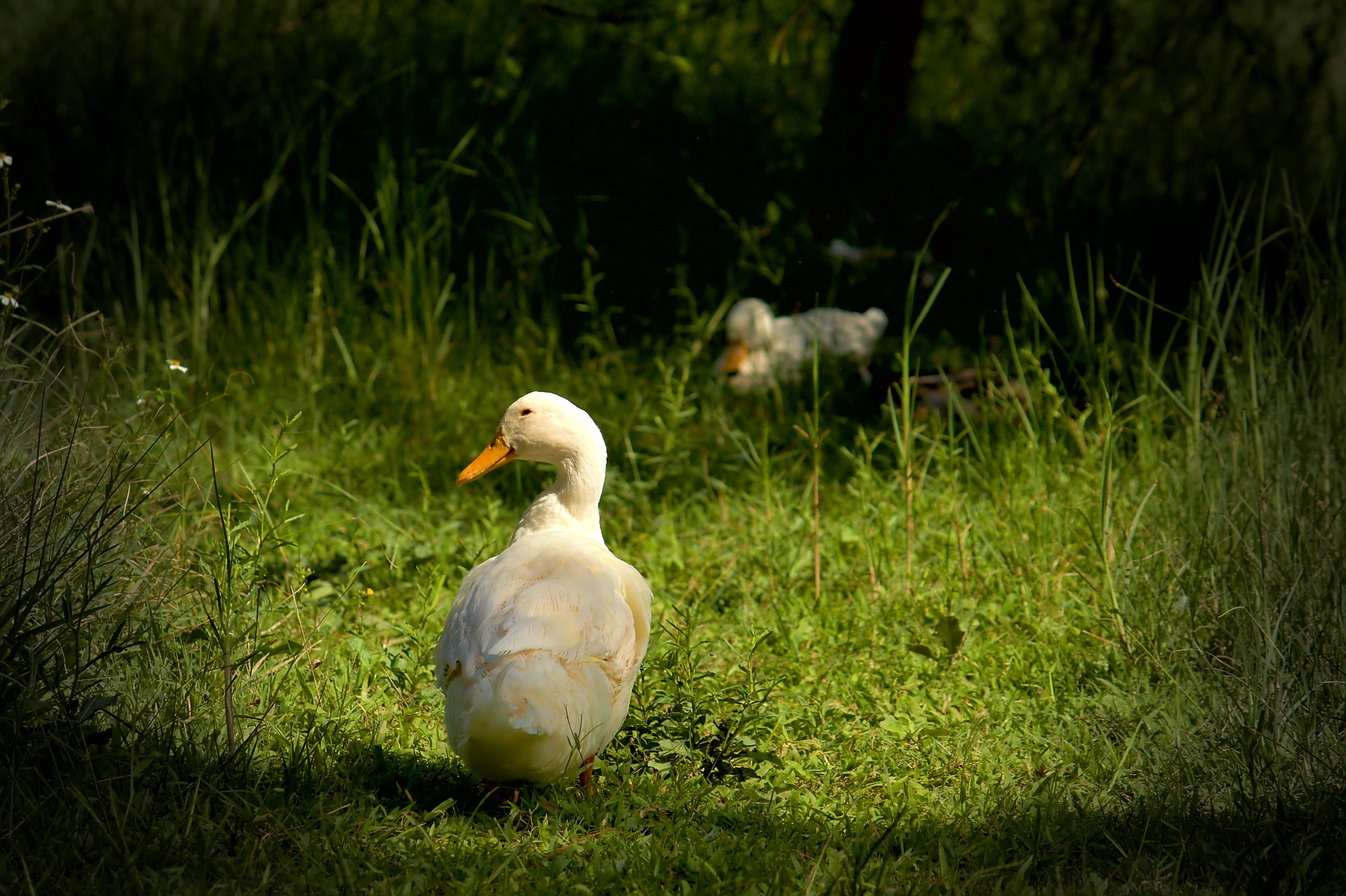 Pato_posando.jpg