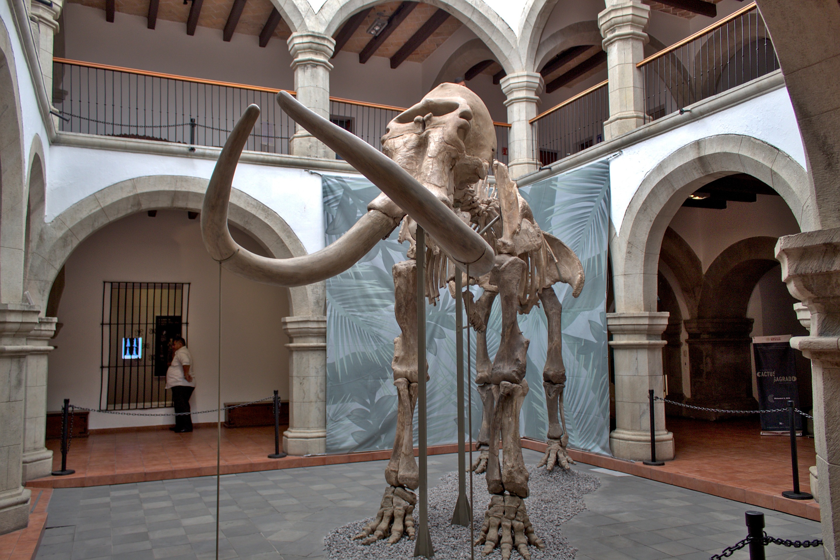 Mamut.jpg