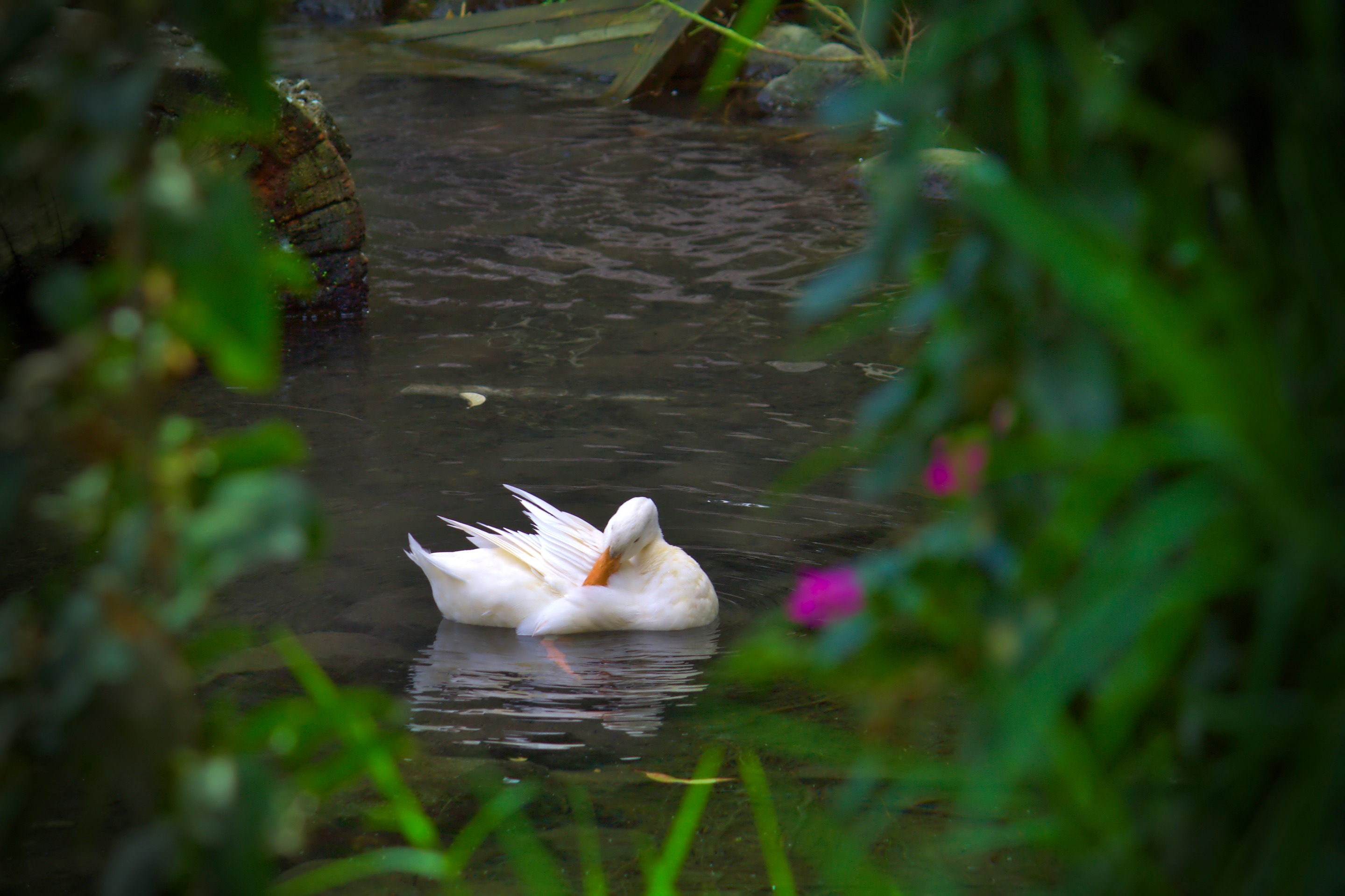 Pato_cisne.jpg