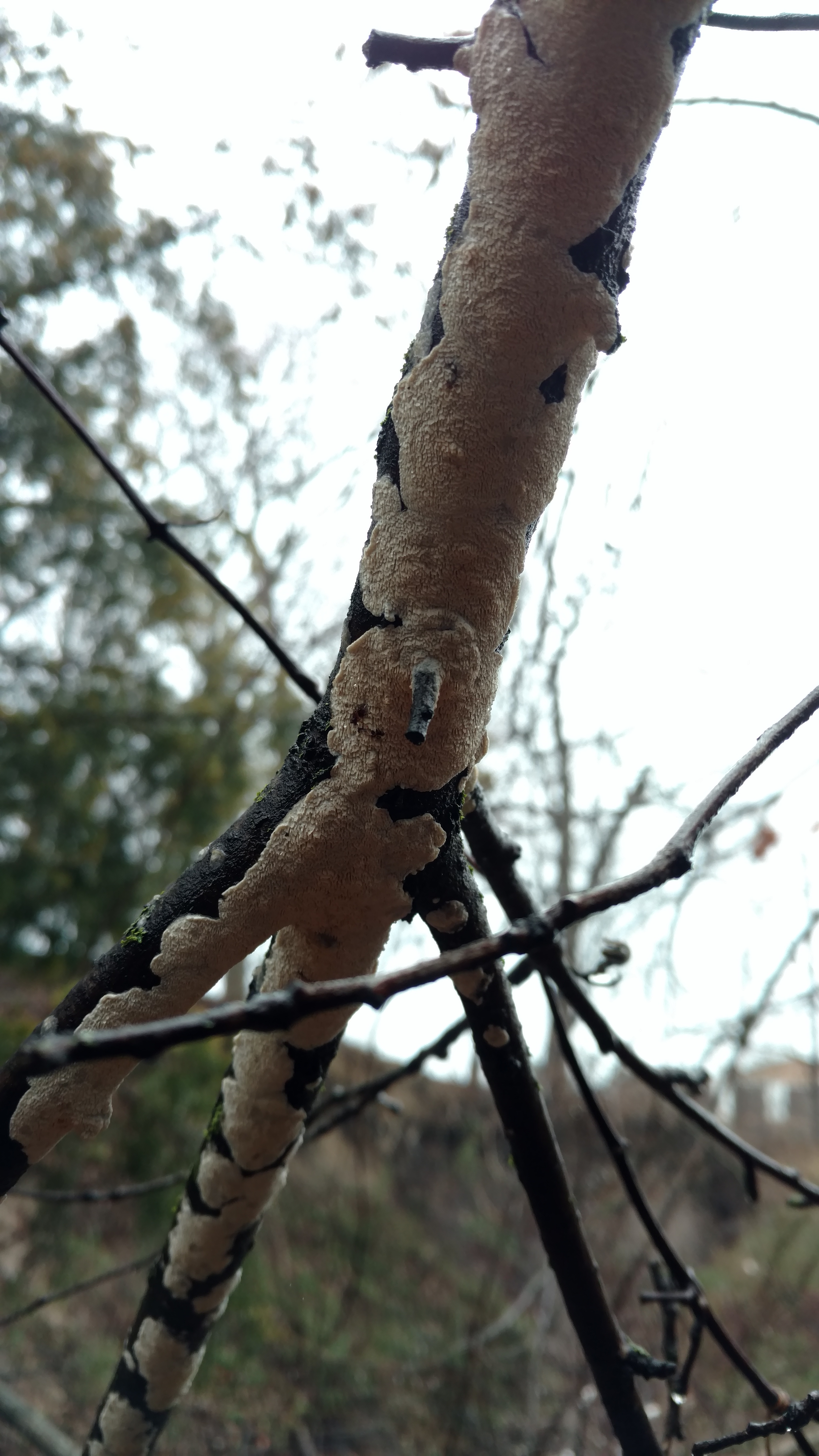 IMG_20190206_121854768.jpg