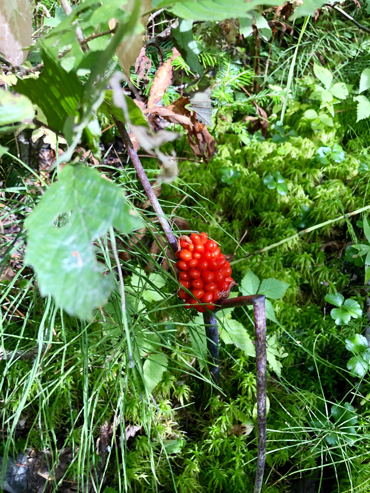 fruit.jpg