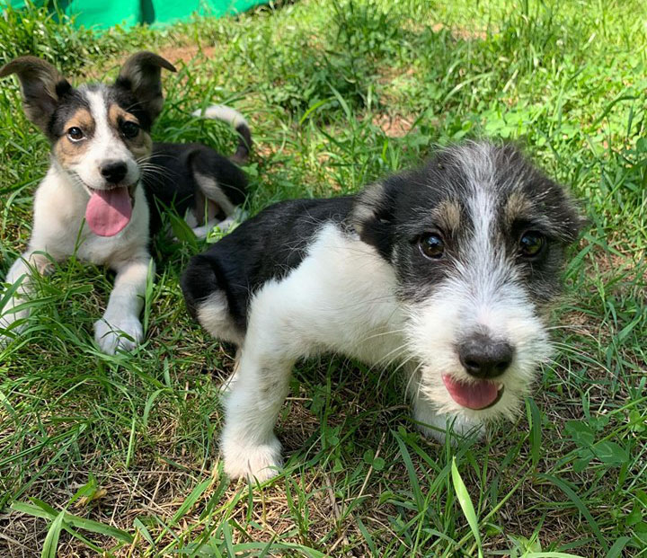 buddy und baxter.jpg