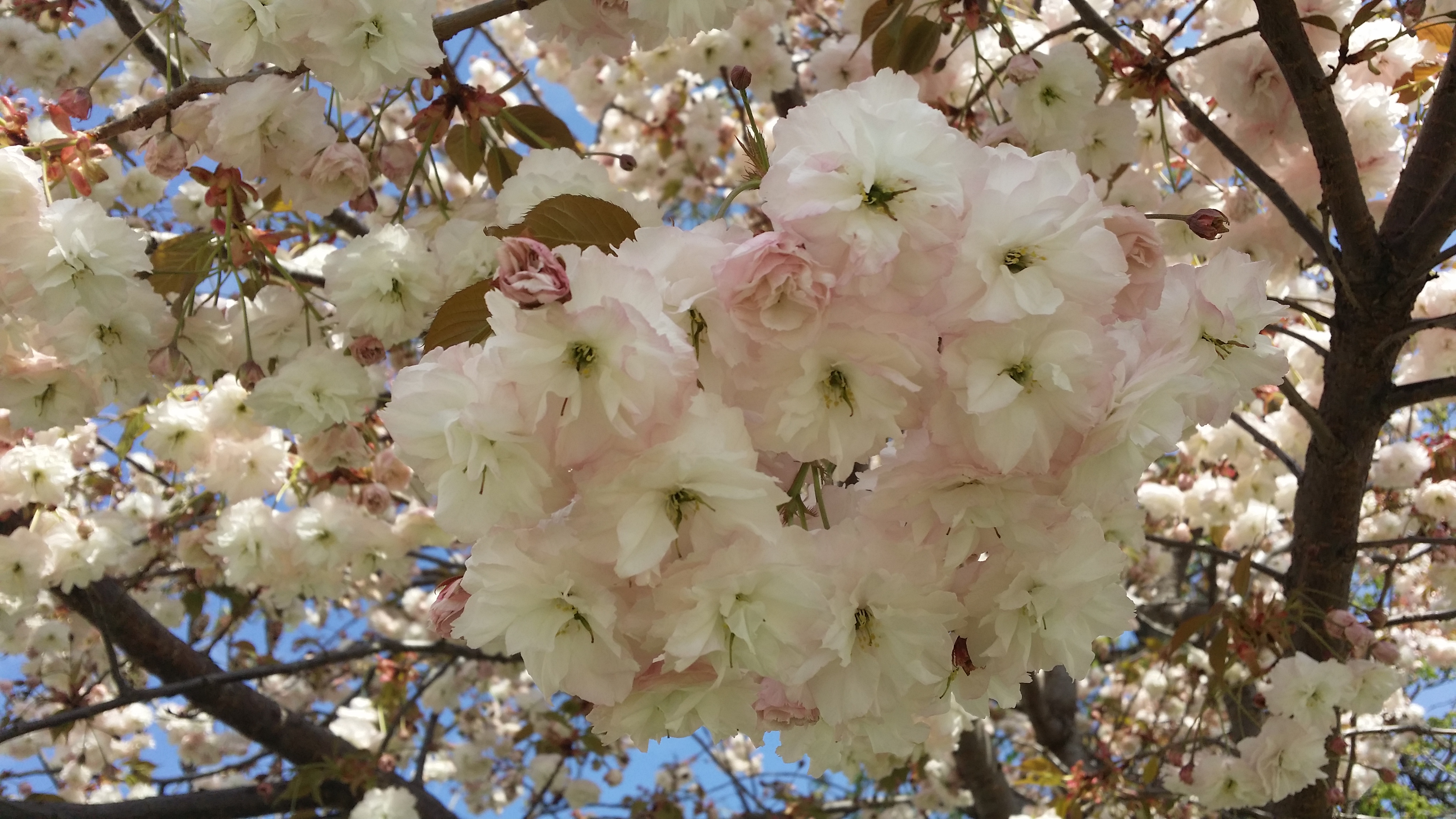 20190407_110642.jpg