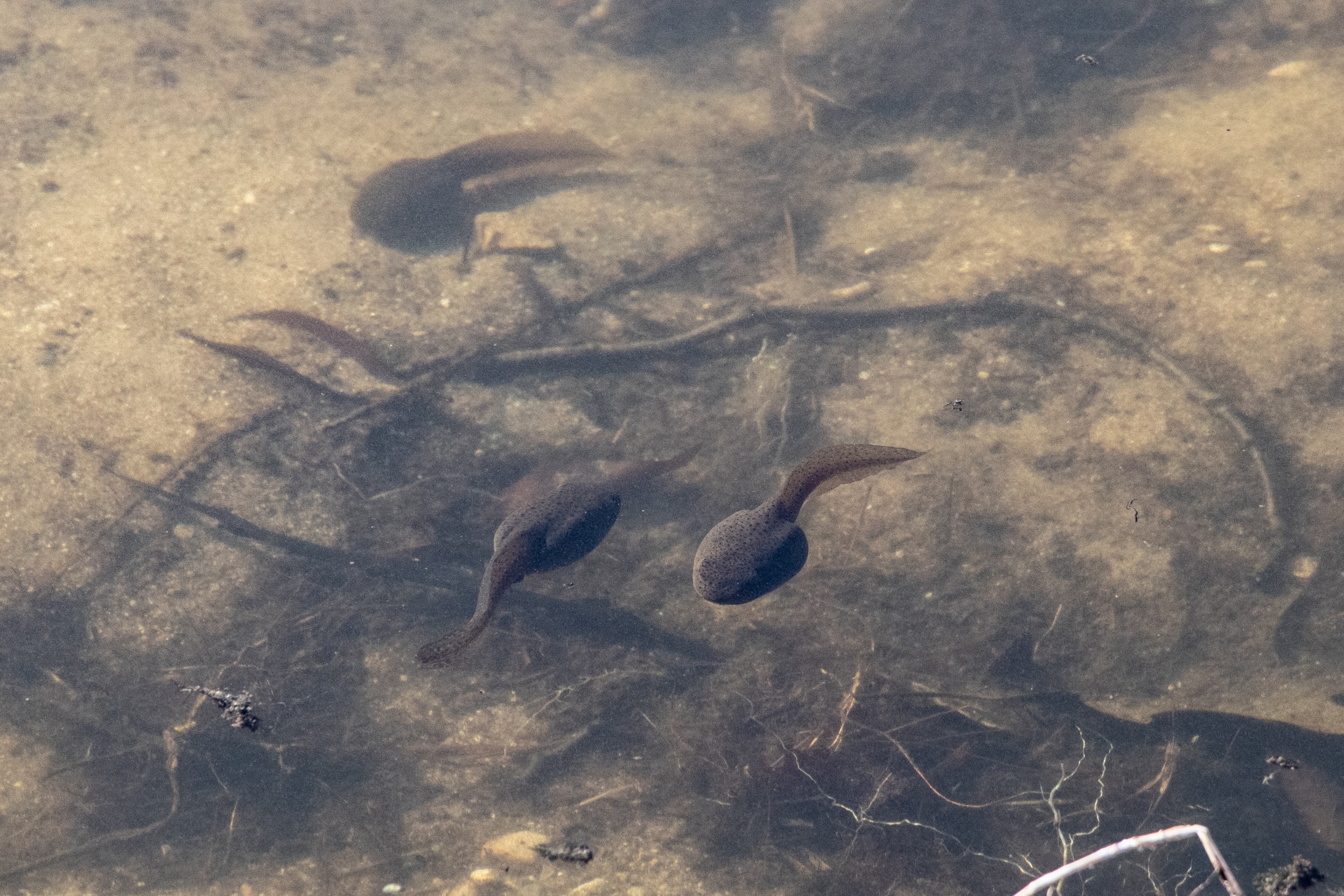 tadpoles IMG_5338.jpg