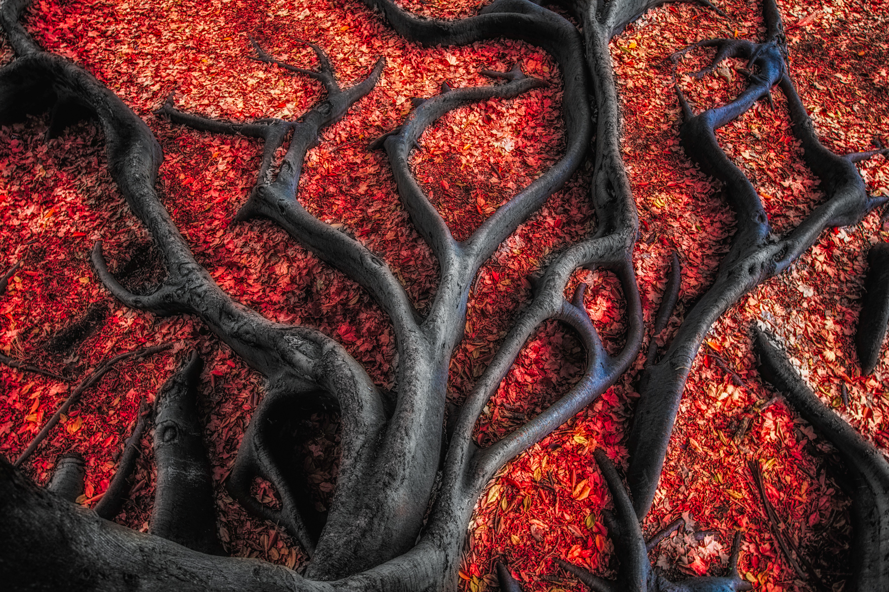 Red Roots - Paul Pichugin