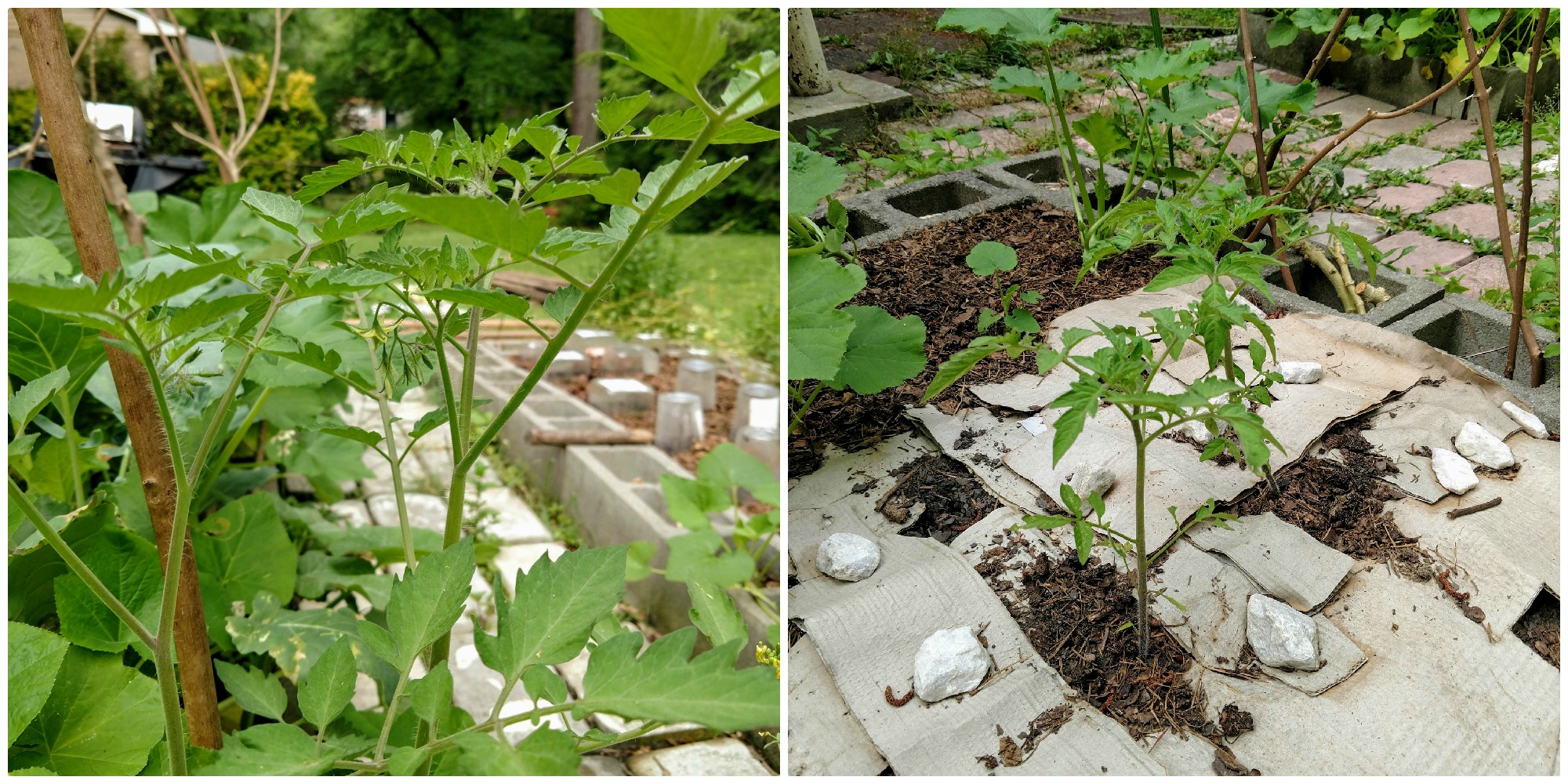 Tomatoes.jpg