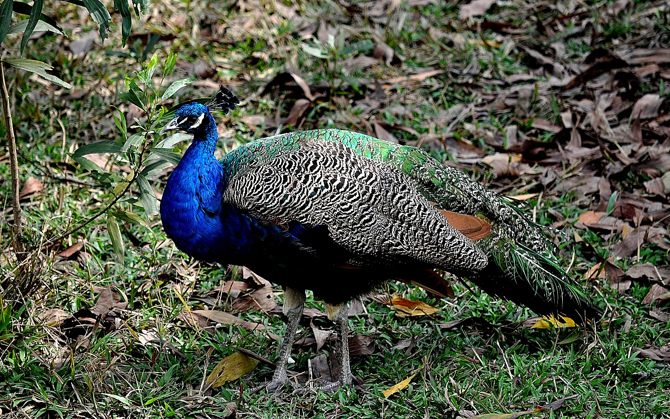 DSC_0837.JPG