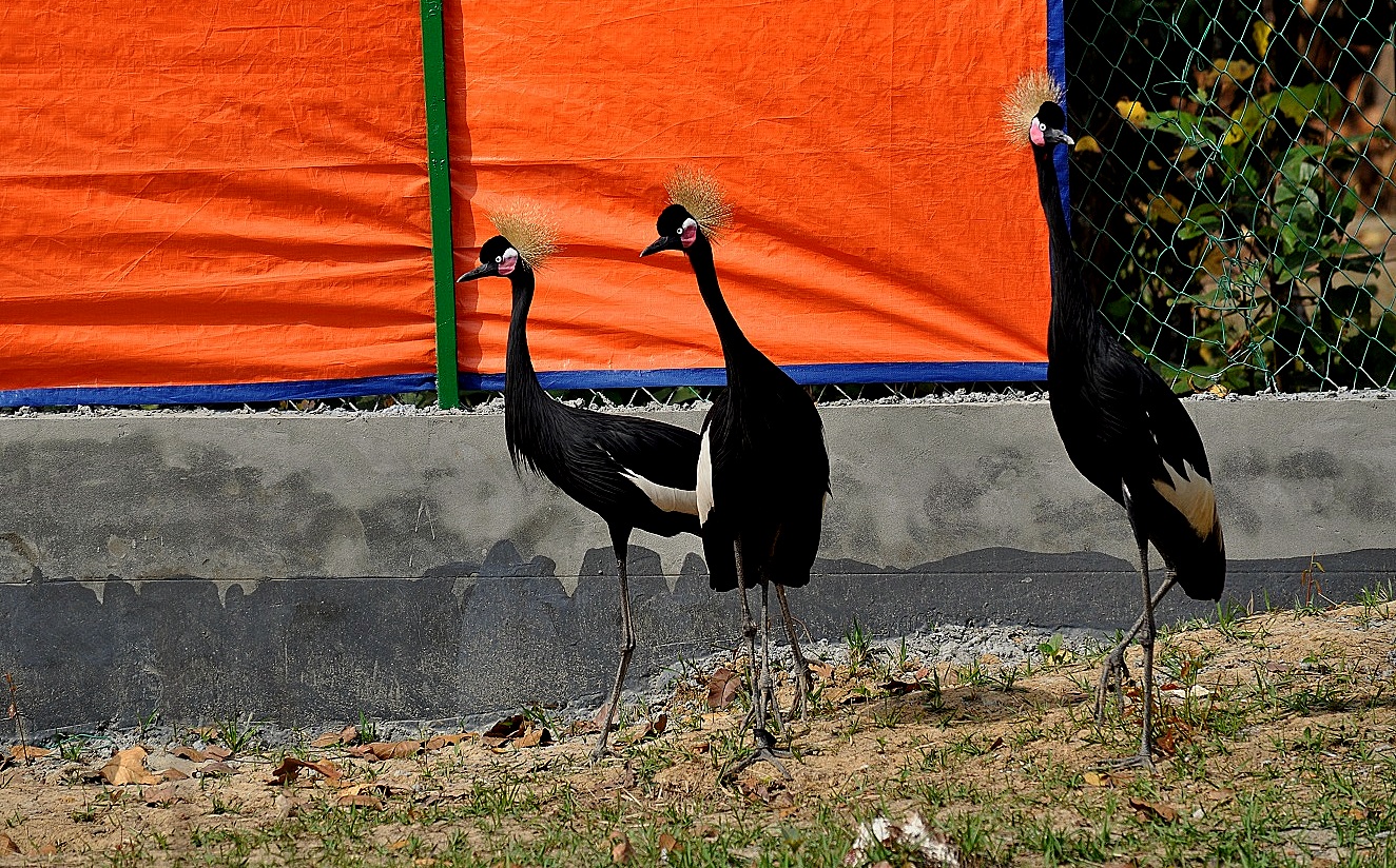 DSC_0851.JPG