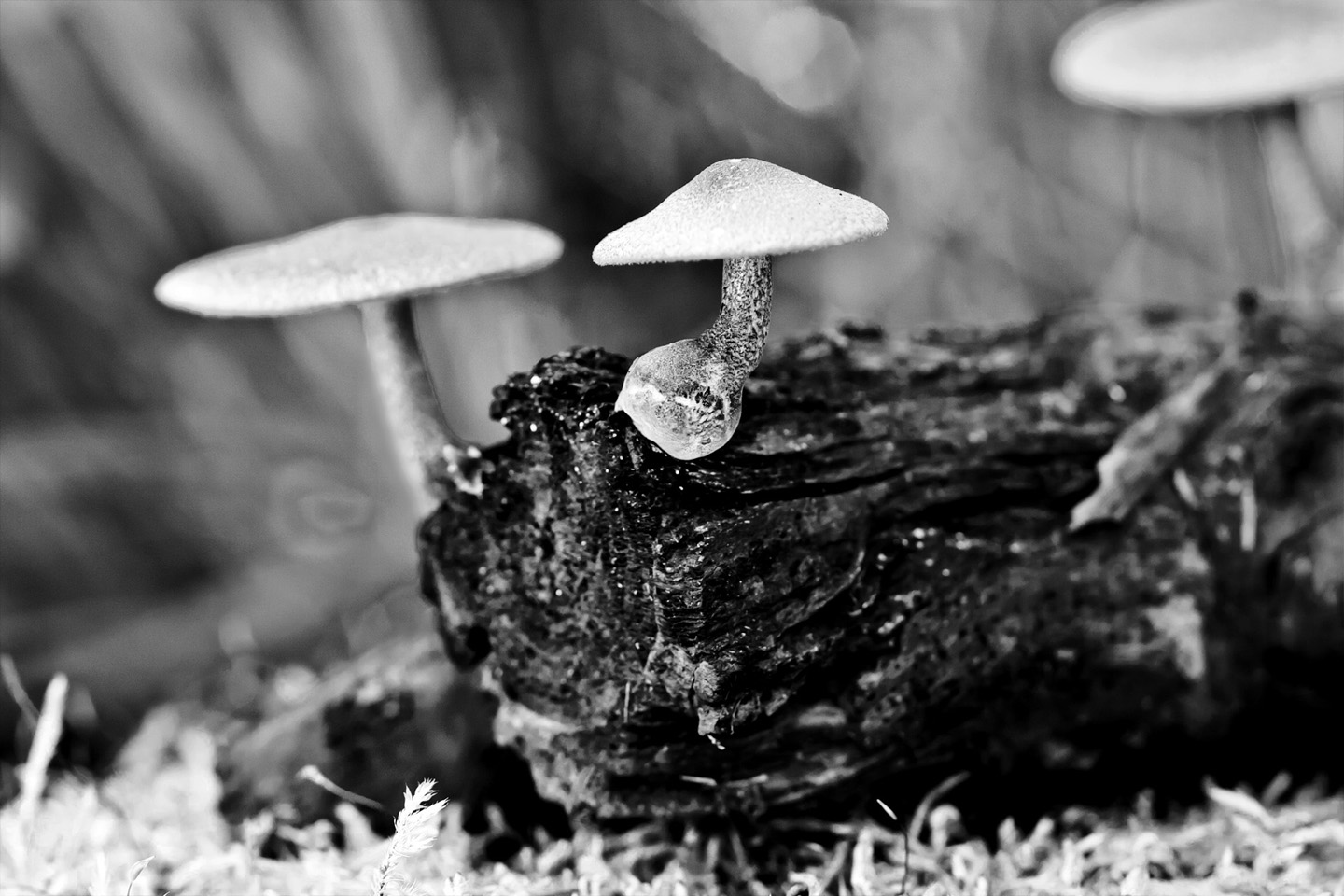 IMG_5723 bw2.jpg