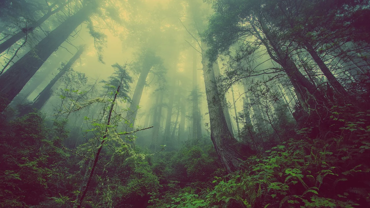 forest931706_1280.webp