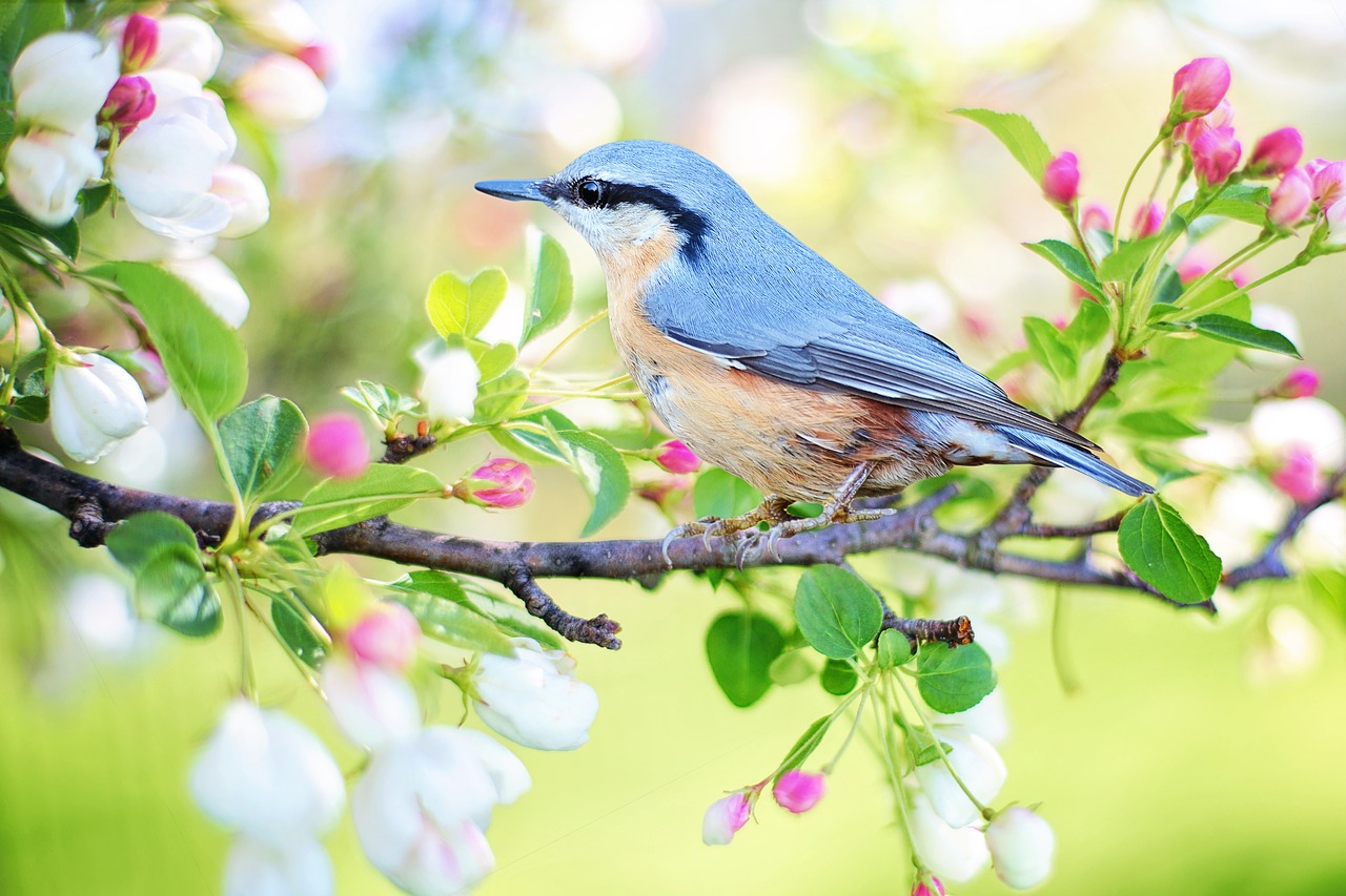 springbird2295431_1280.jpg