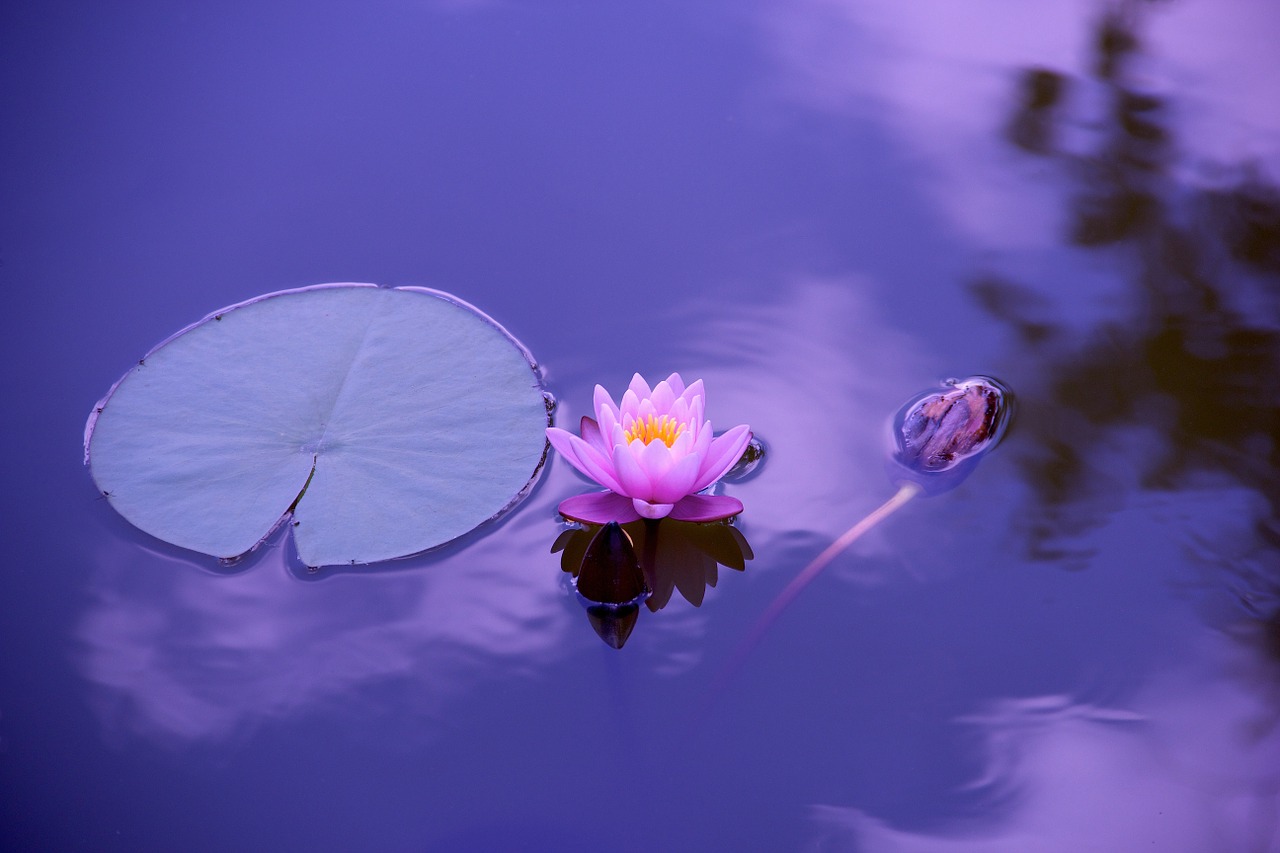 lotus1205631_1280.jpg