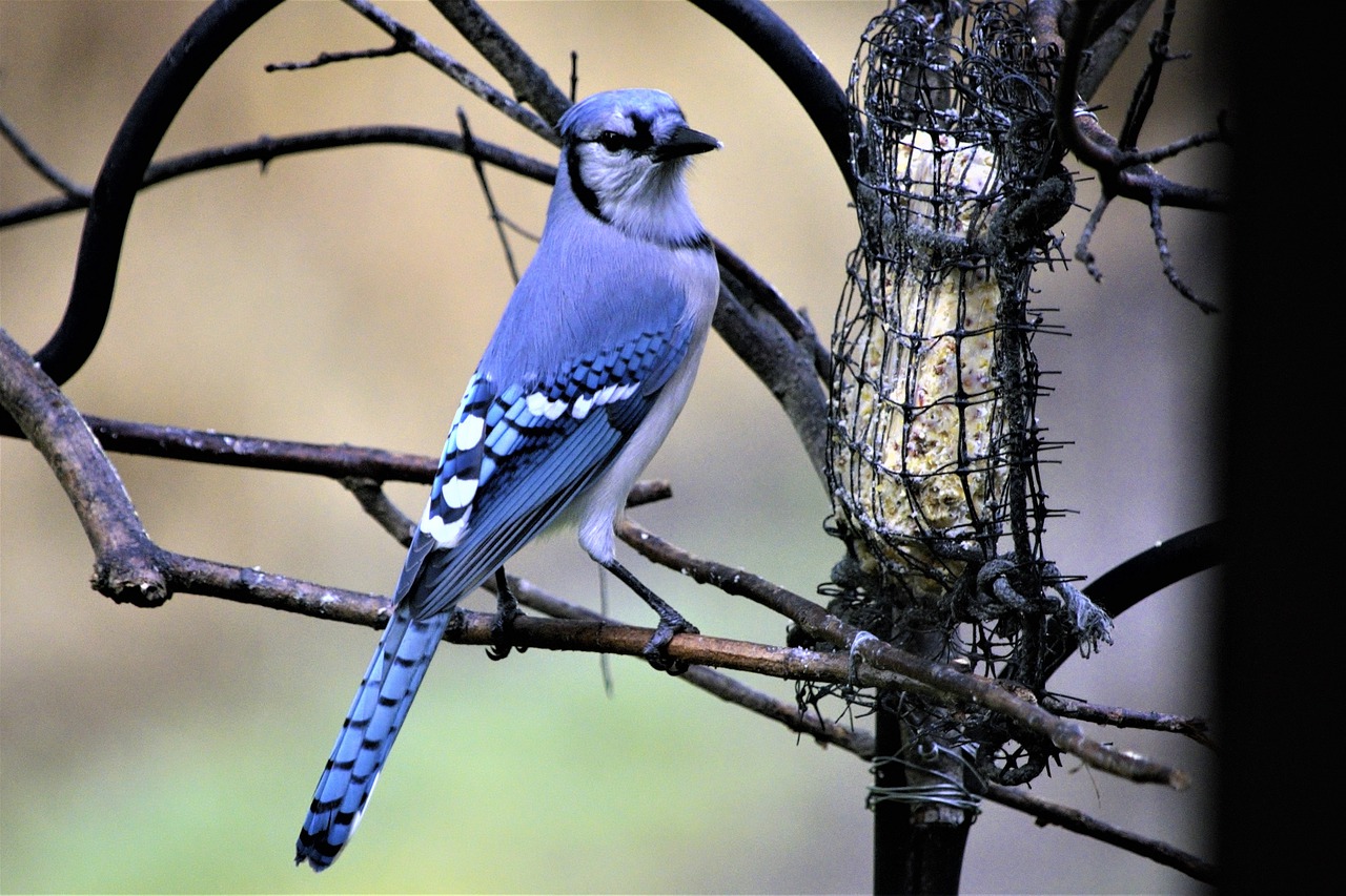bird4503918_1280.jpg