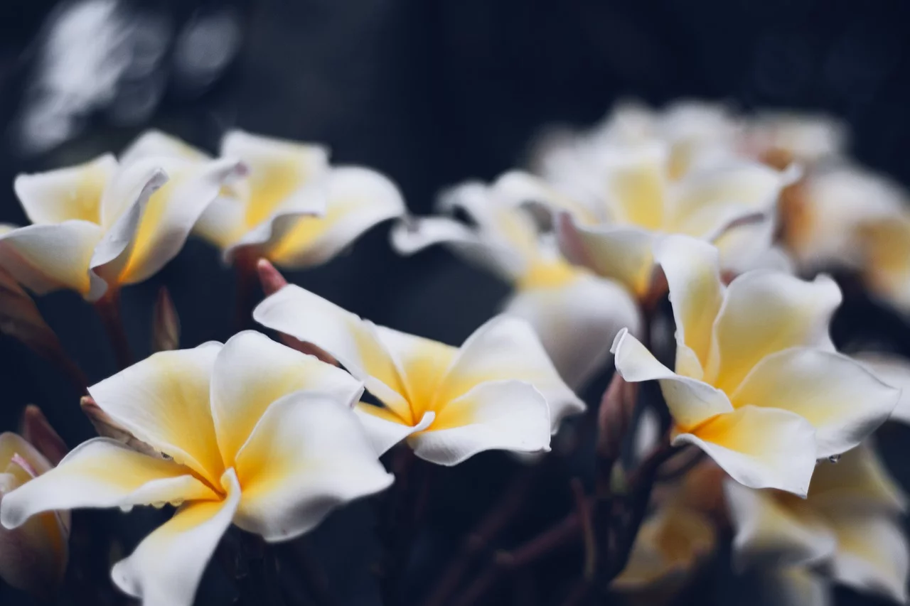 plumeria4887944_1280.webp