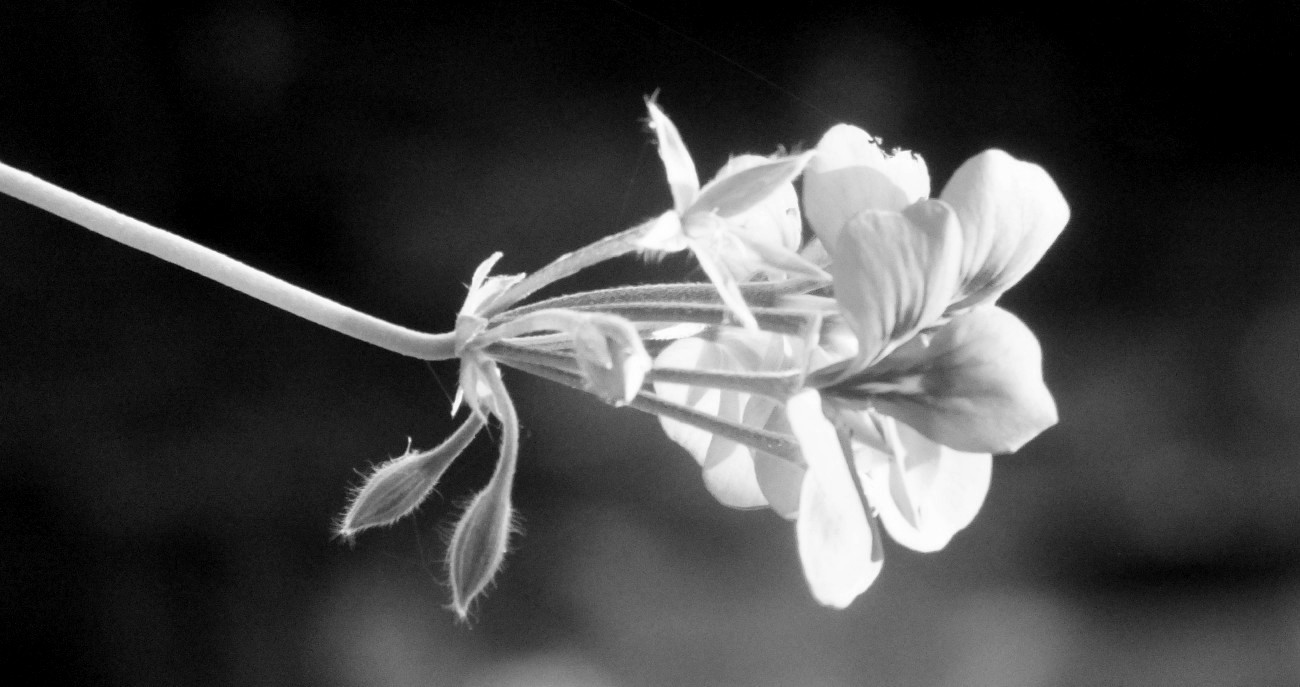 RD0114Geranium.jpg