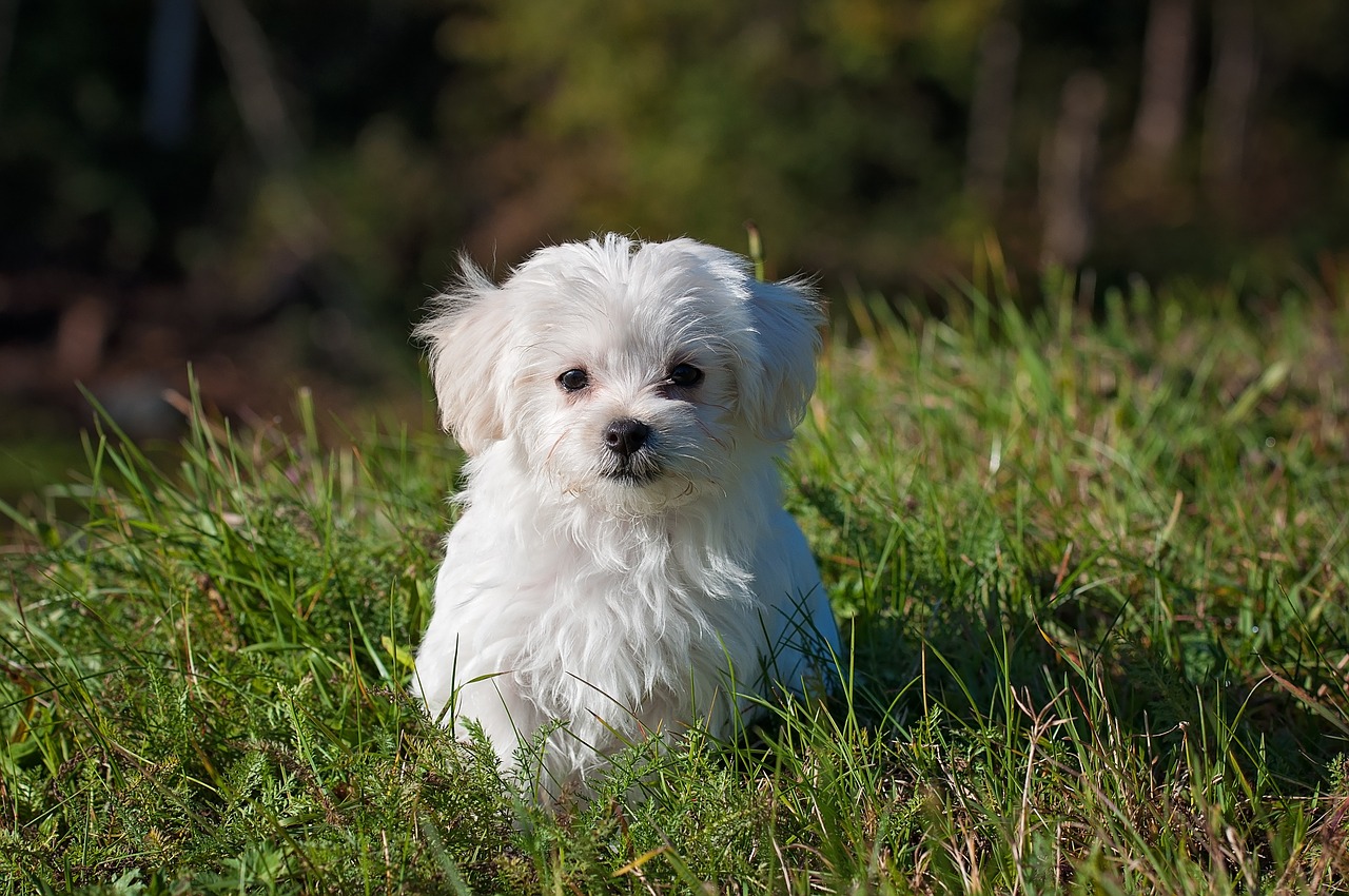 dog1123016_1280.jpg
