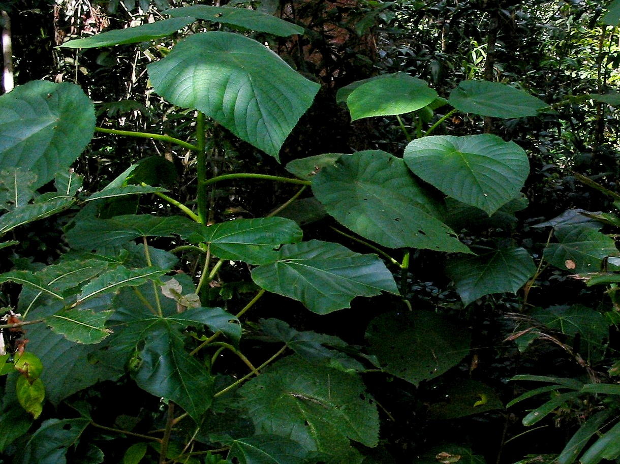 Stinging_tree.jpg