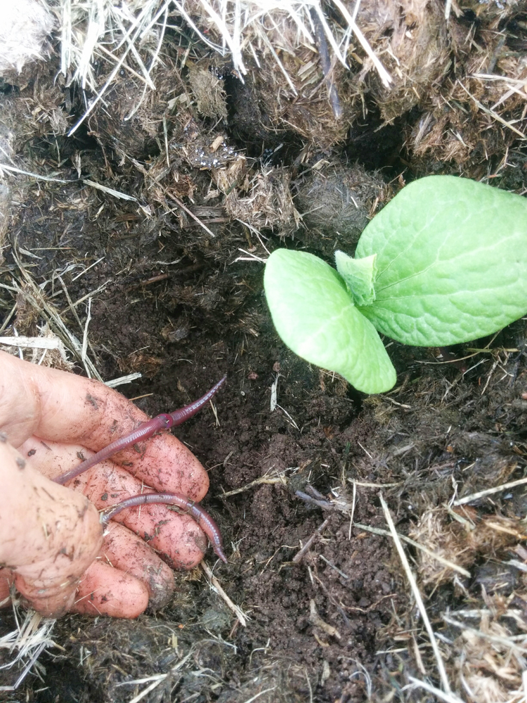 squash4.jpg
