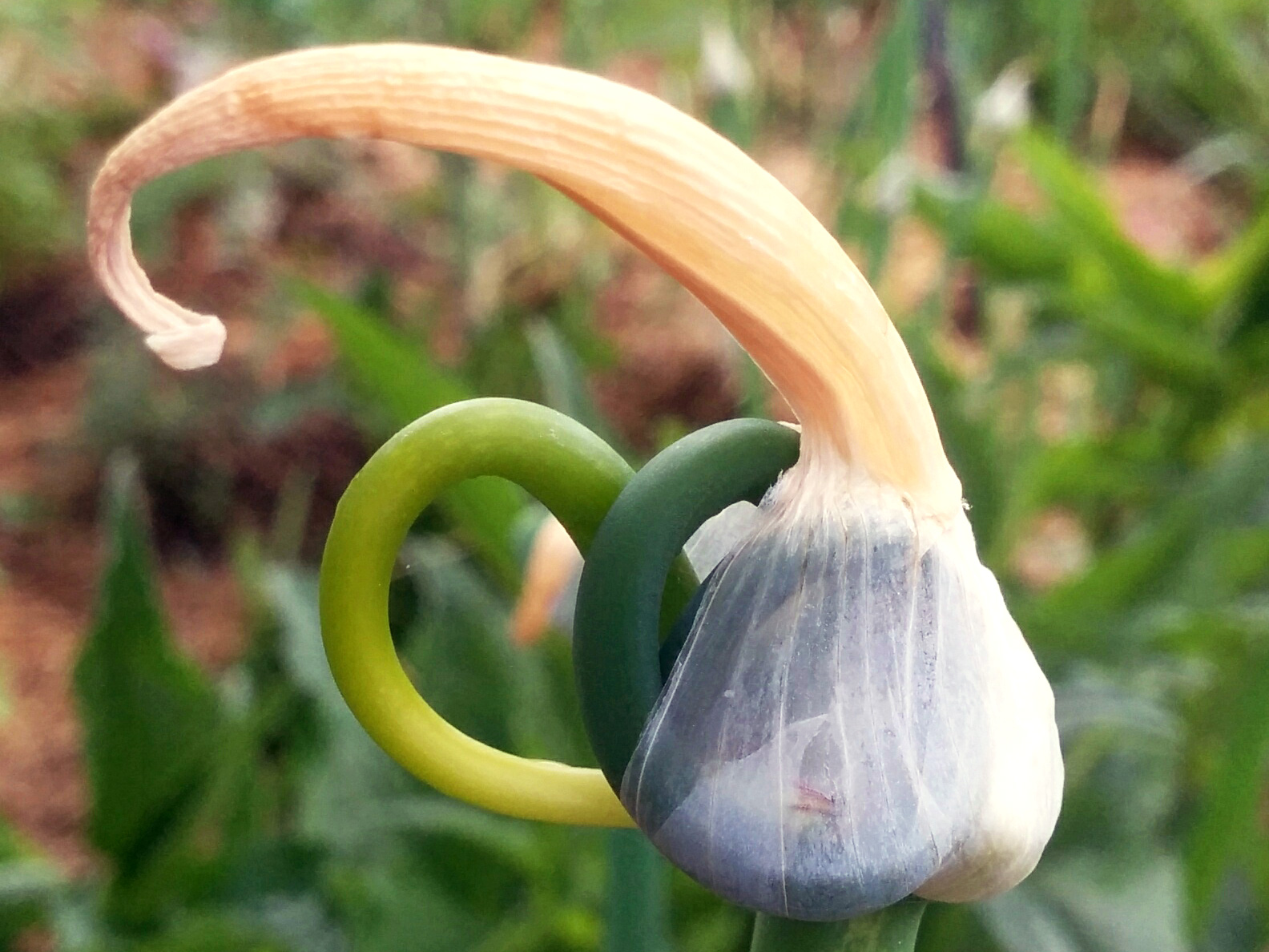 onion.jpg