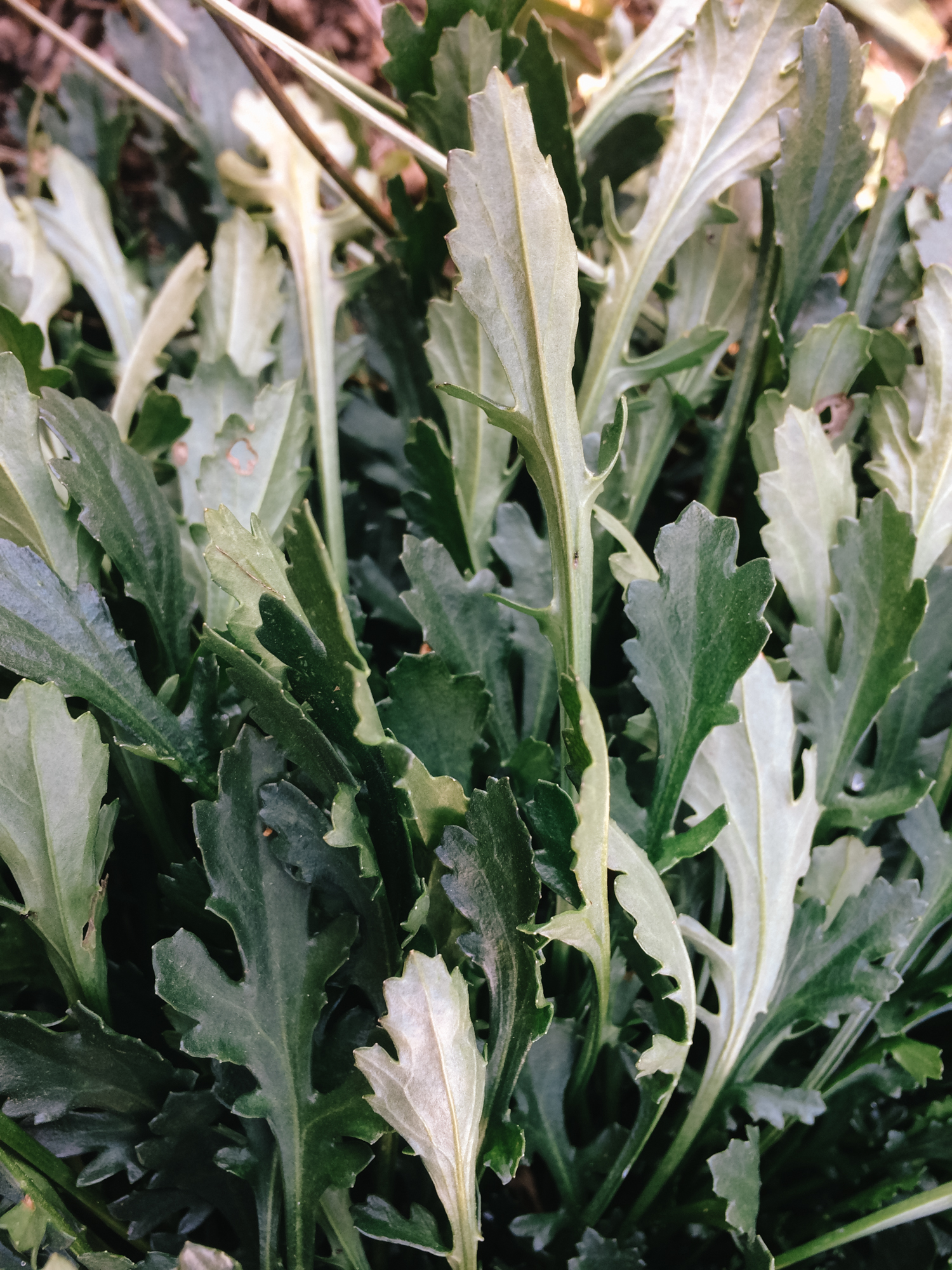 OxeyeDaisy4.jpg