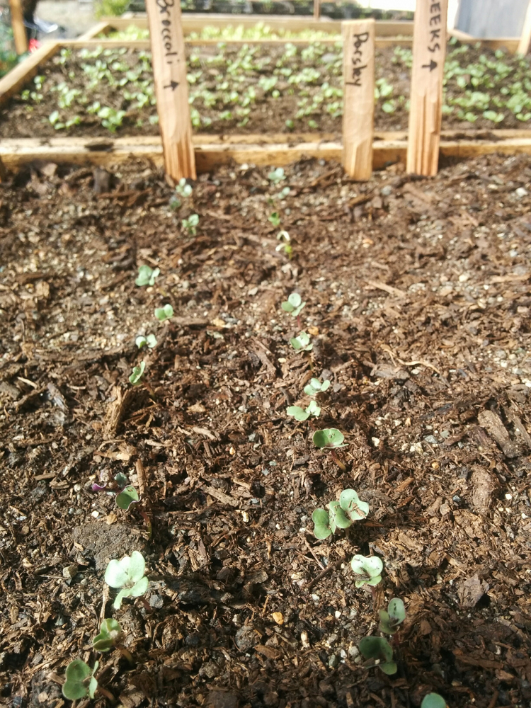 garden5.jpg