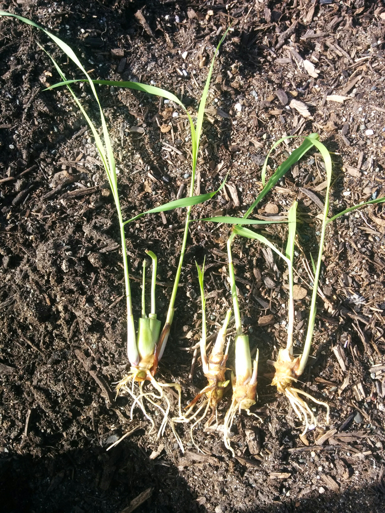 garden1.jpg