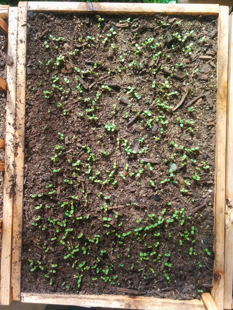 garden4.jpg