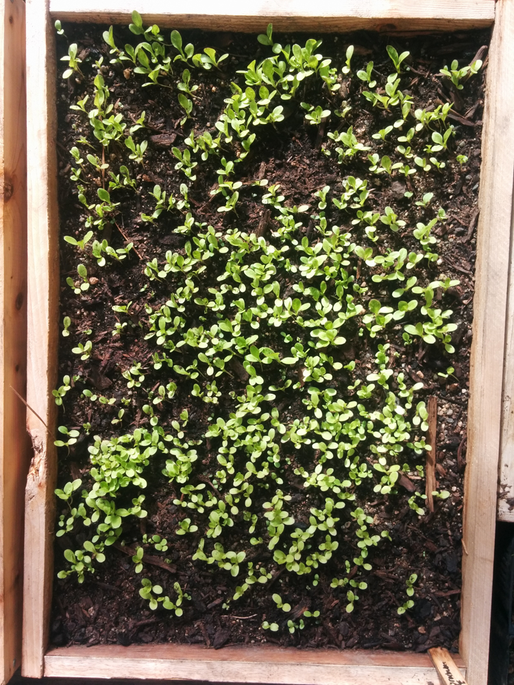 garden3.jpg