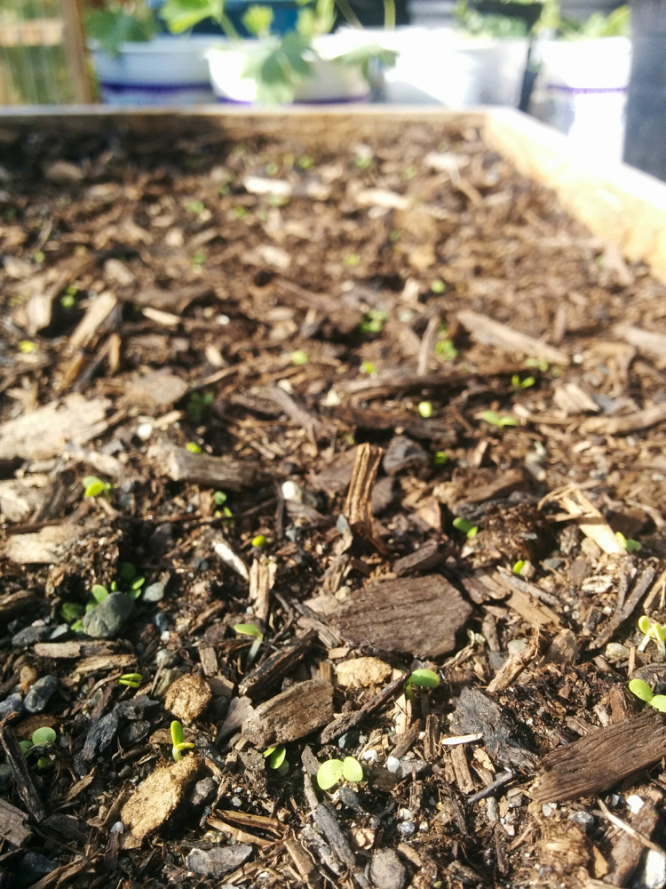 garden6.jpg