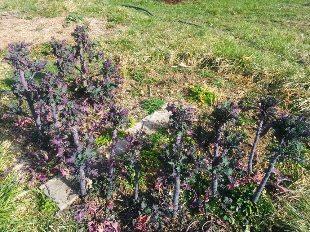 garden7.jpg