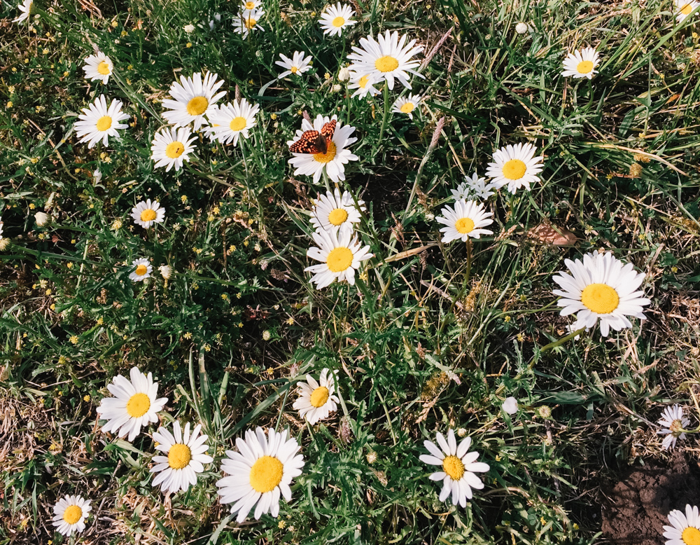 daisyoxeye2.jpg