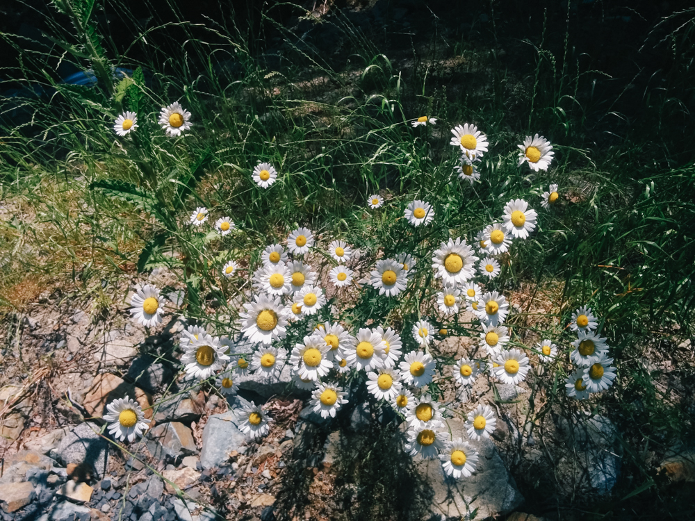 daisyoxeye3.jpg