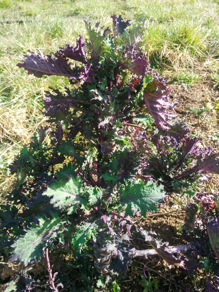 garden8.jpg
