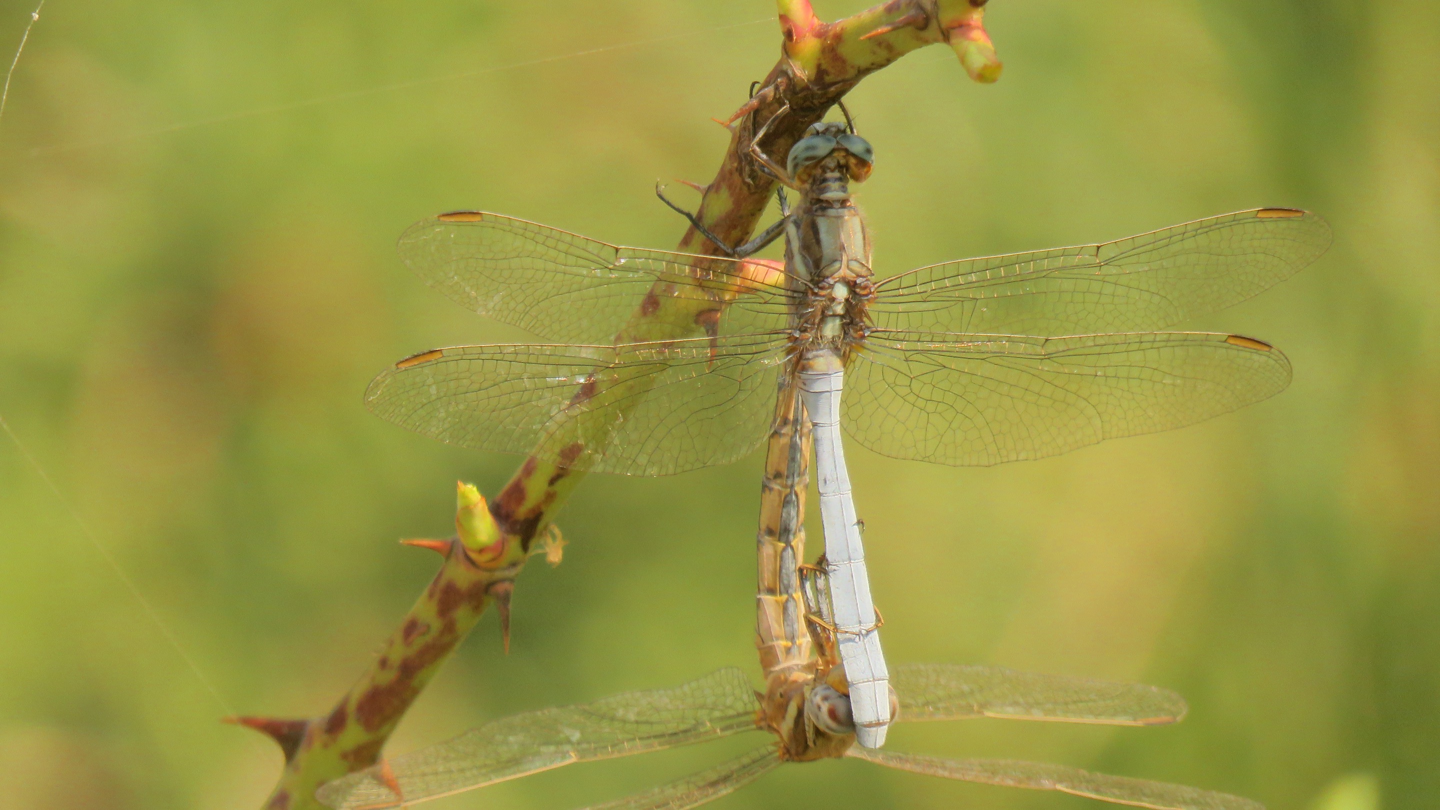 Sex and Dragonflies — Steemit