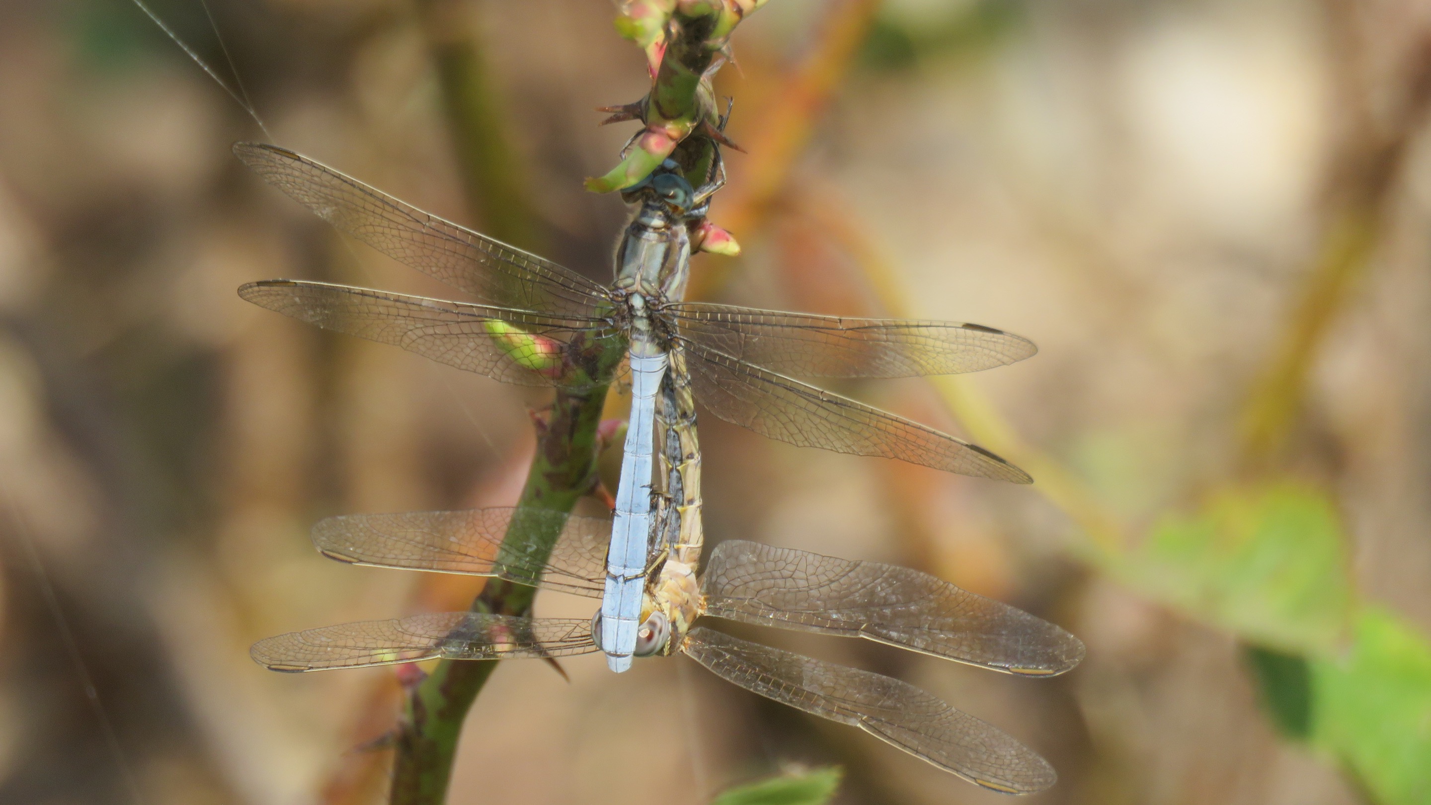 Sex and Dragonflies — Steemit