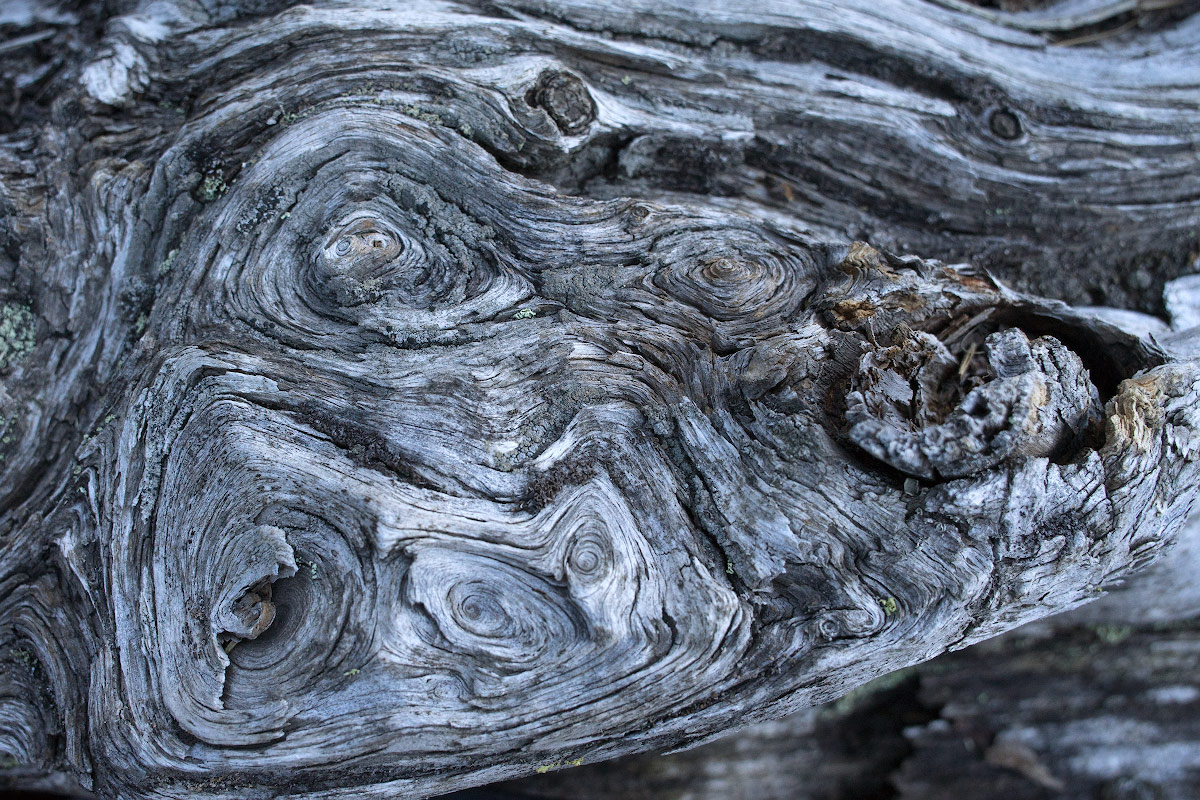 …
Payout: 0.000 HBDAncient Cedars fascinate their beauty even when they are dead.
2019-11-15 15:03![70.jpg
