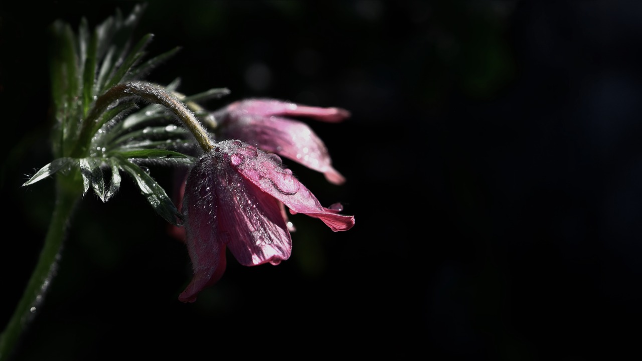 flower4161610_1280.jpg