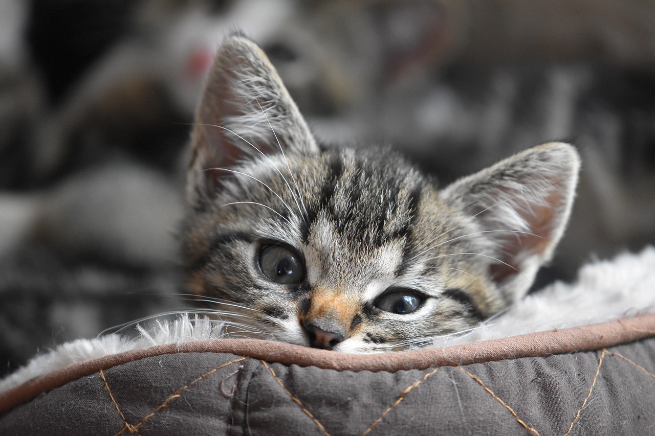 cat4320330_1280.jpg