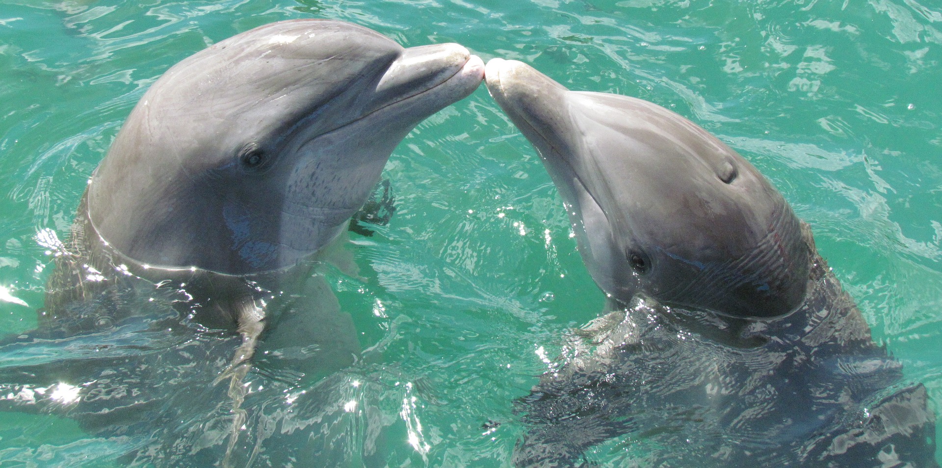 dolphin1974975_1920.jpg