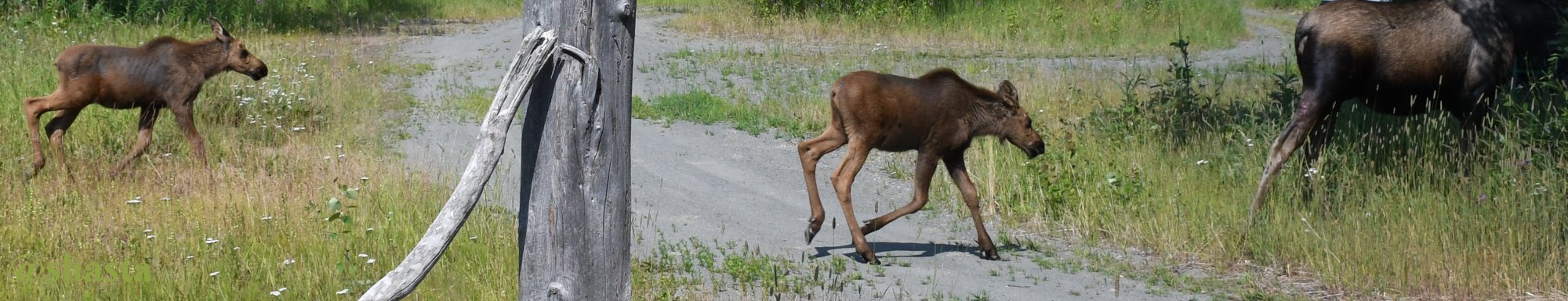 shasta2019july21st47twins3io.jpg