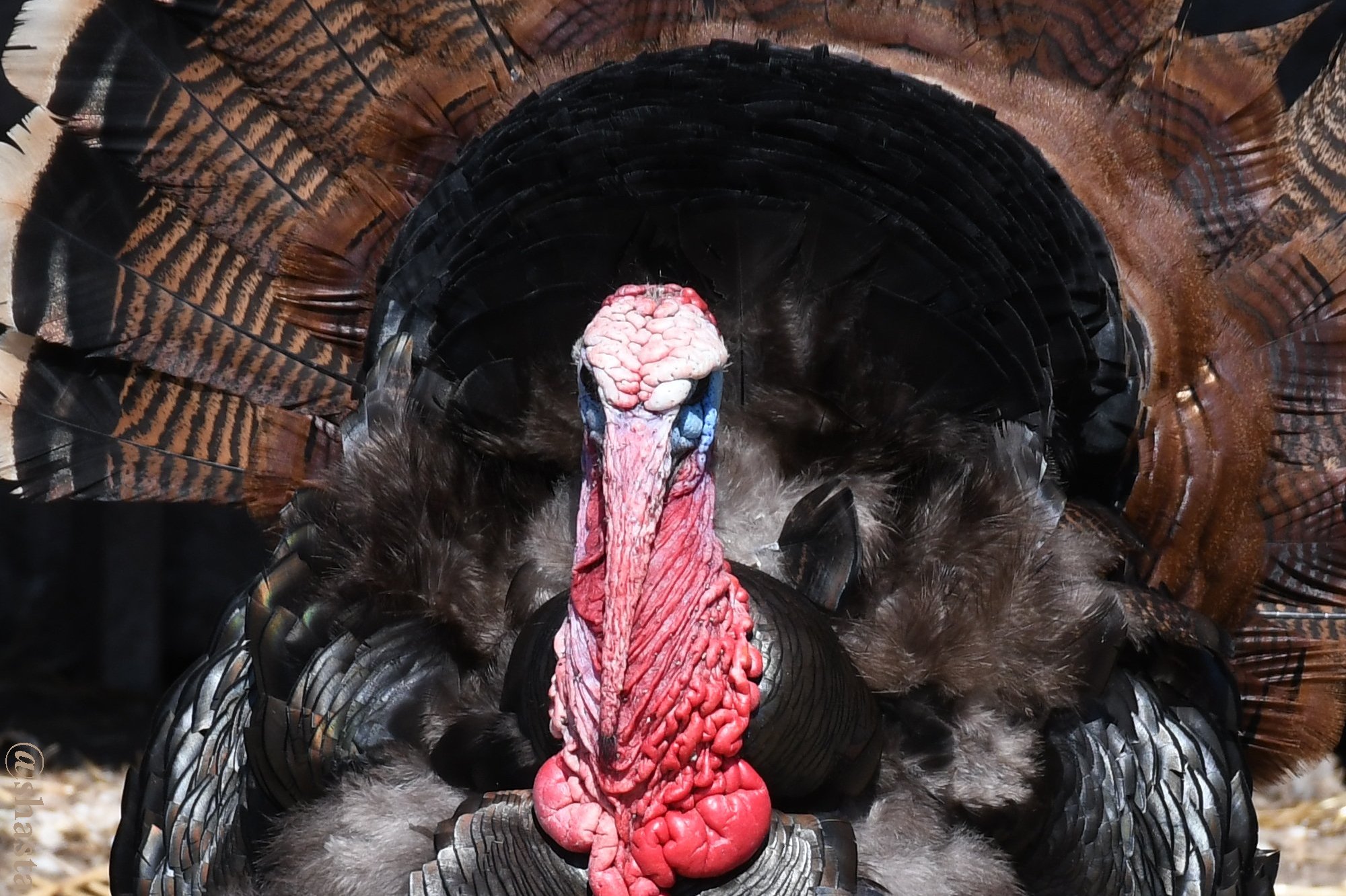 shasta2019nov7th47turkey2io.jpg