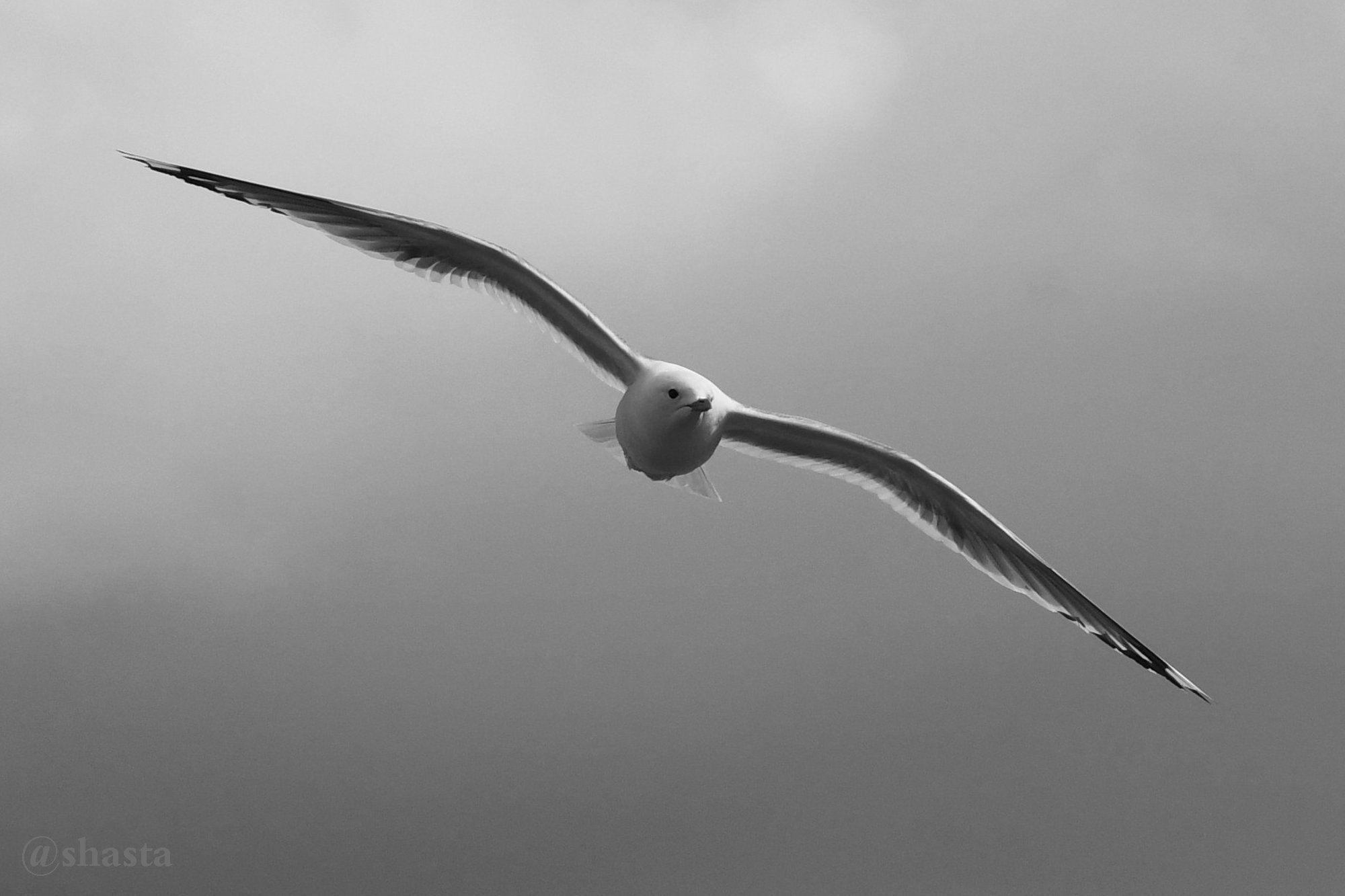 shasta2020feb15th47seagull5io.jpg