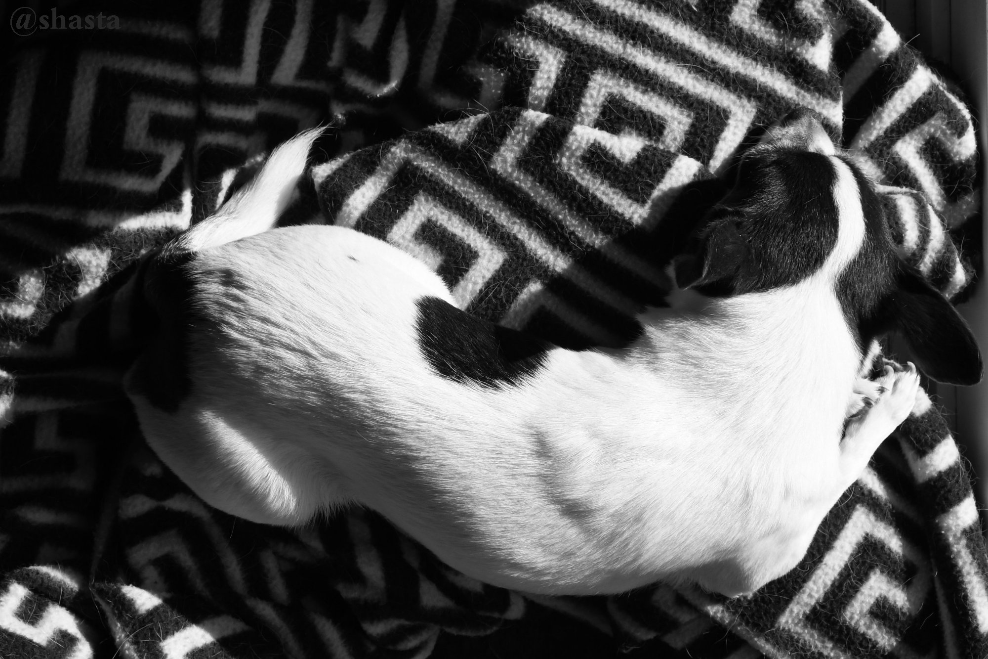 shasta2020jan31st47pup9io.jpg