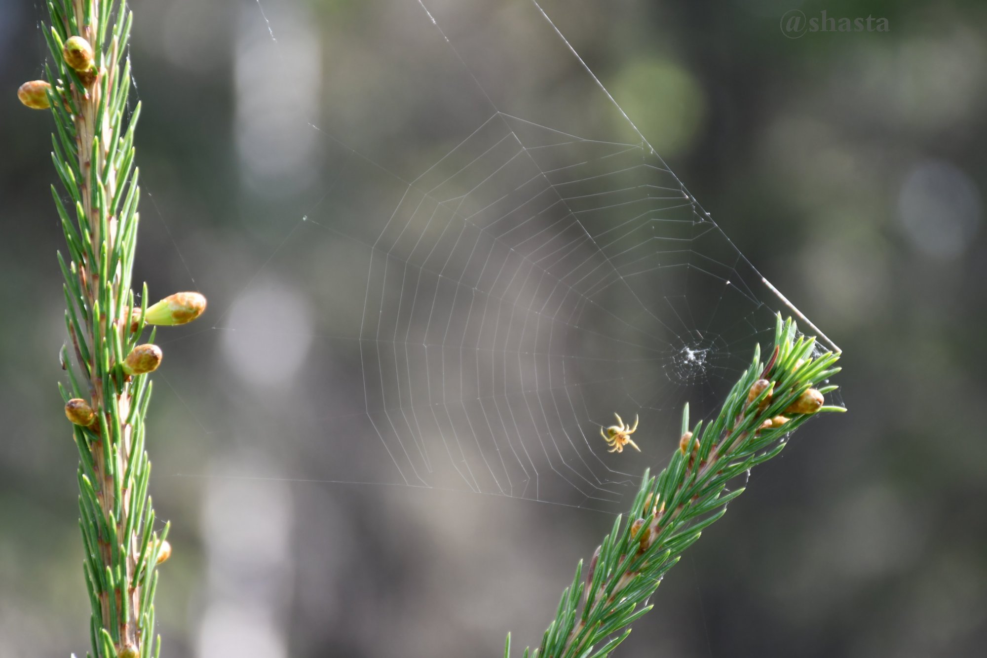 shasta2019sept21st47spider3io.jpg