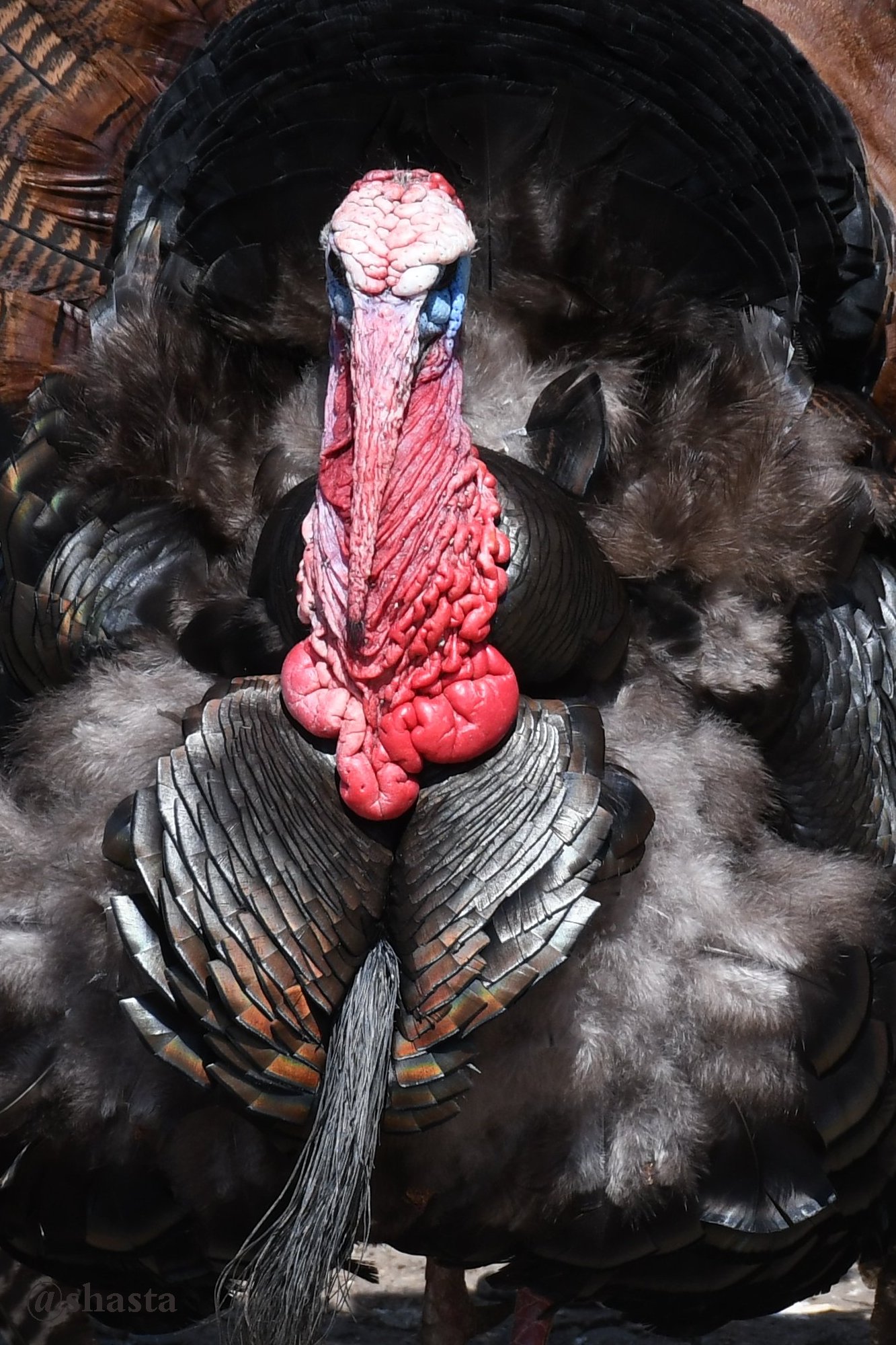 shasta2019nov7th47turkey3io.jpg