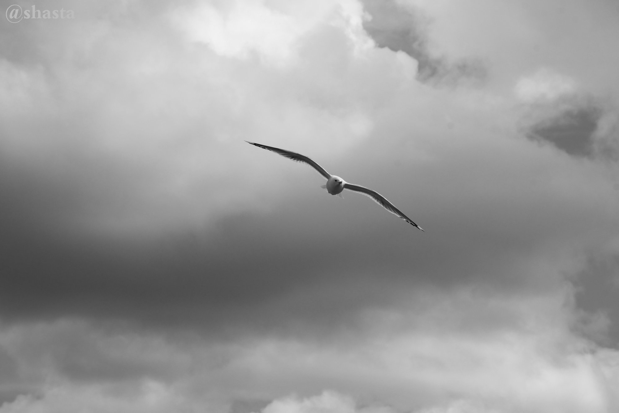 shasta2020feb15th47seagull3io.jpg