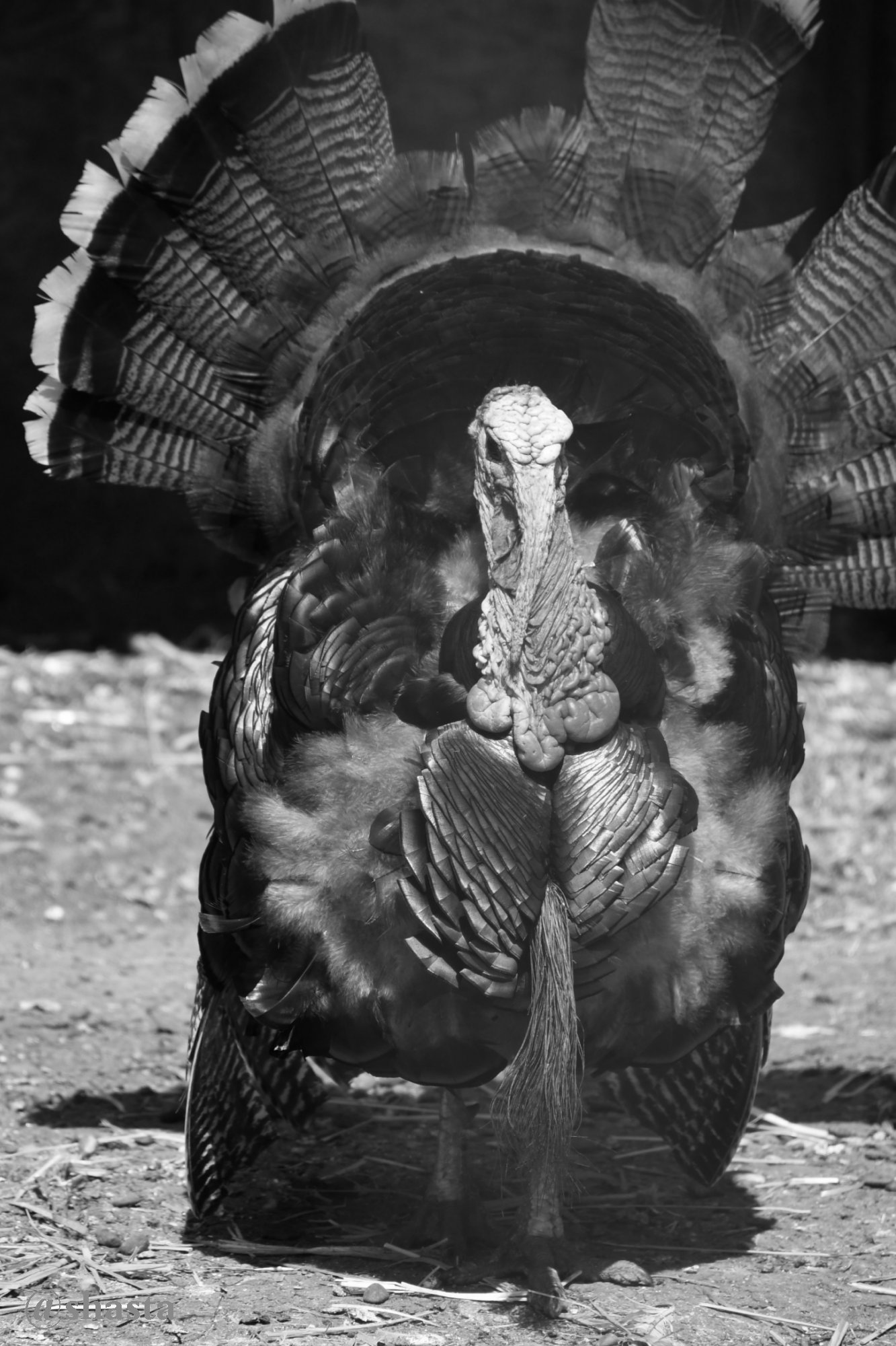shasta2019nov7th47turkey5io.jpg