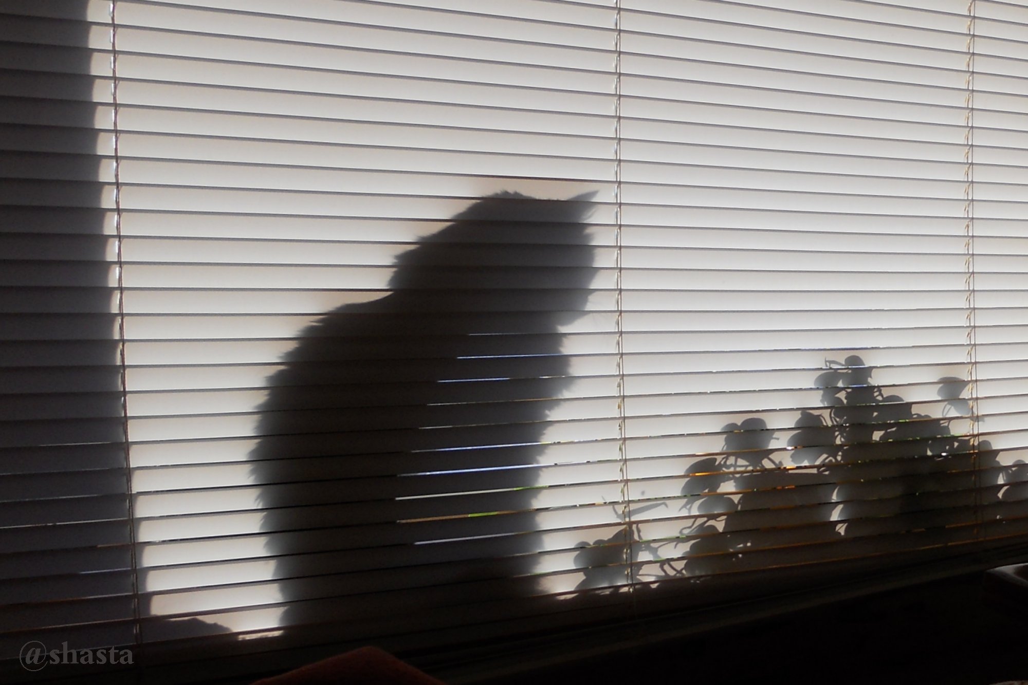 shasta2019sept11th47window5io.jpg