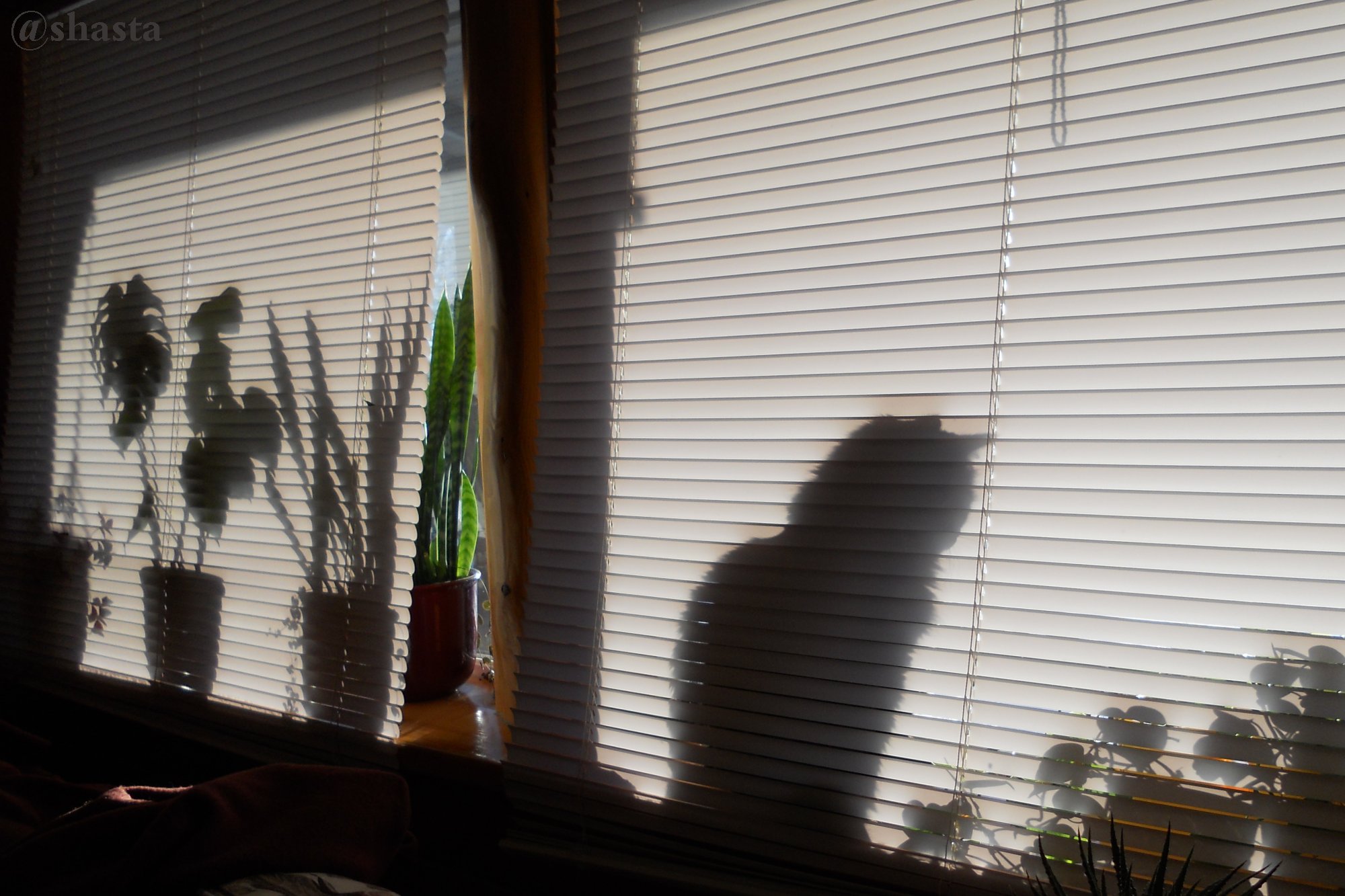 shasta2019sept11th47window1io.jpg