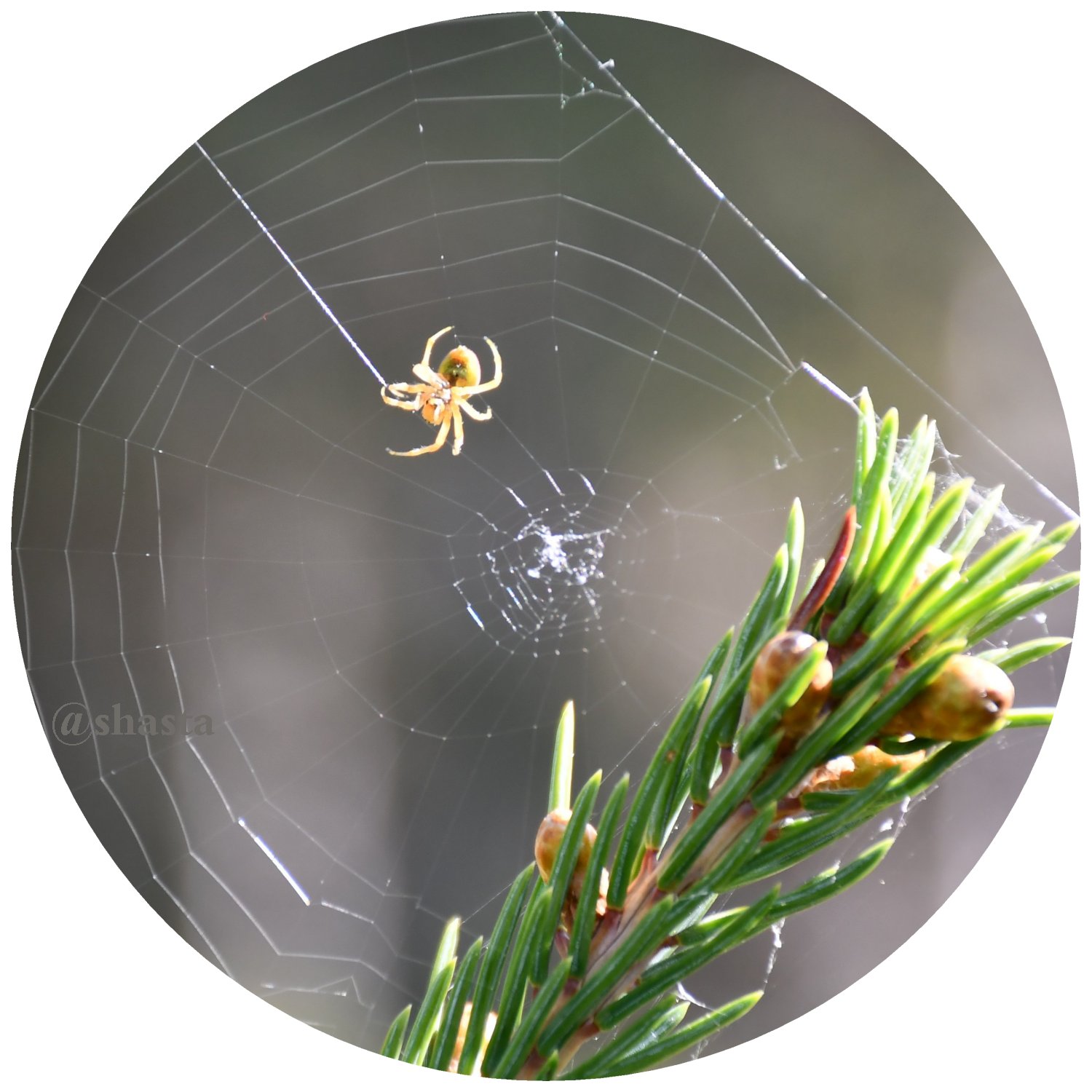 shasta2019sept21st47spider4io.jpg